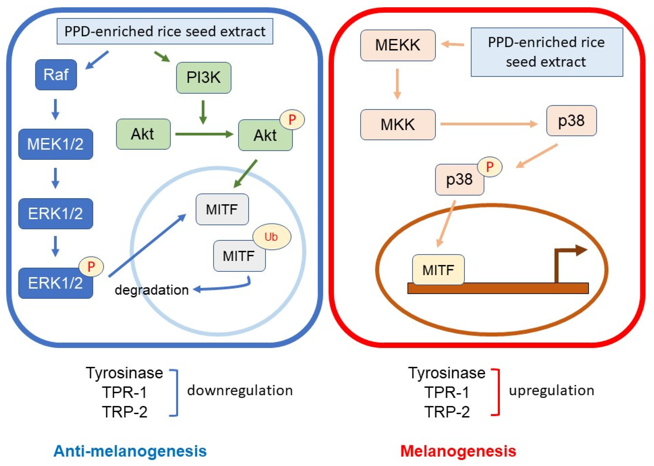 Antioxidants 12 00166 g010