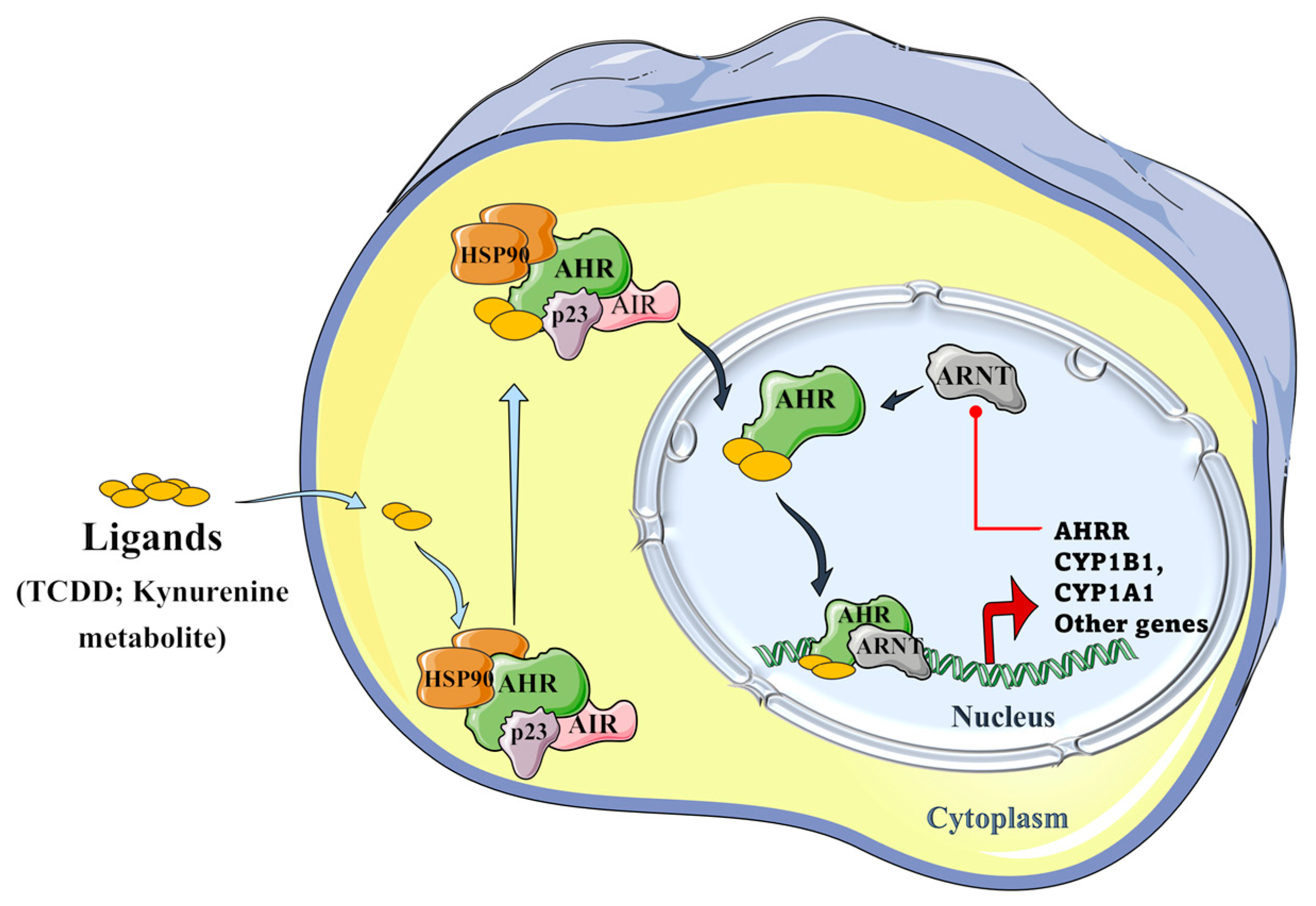 Antioxidants 12 00167 g005 Antioxidants 12 00167 g005