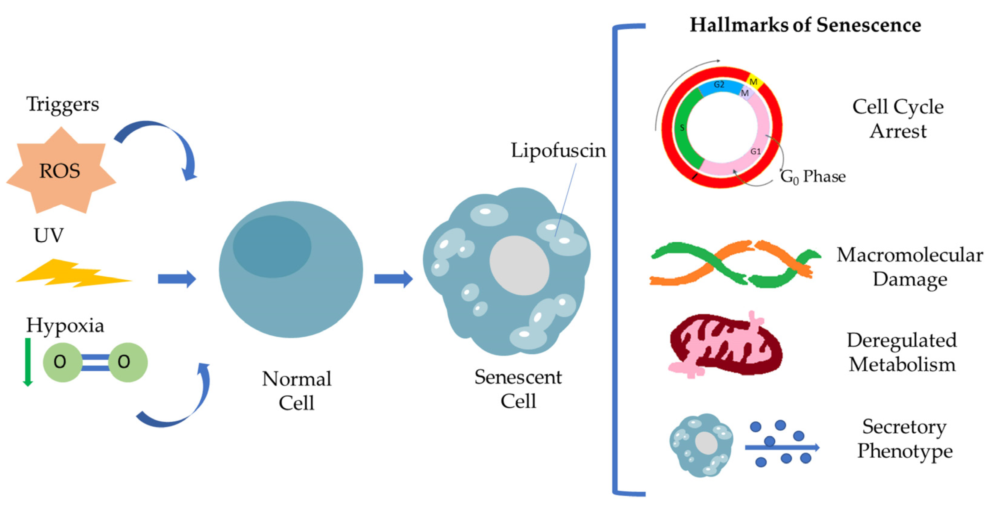 Antioxidants 12 00169 g001