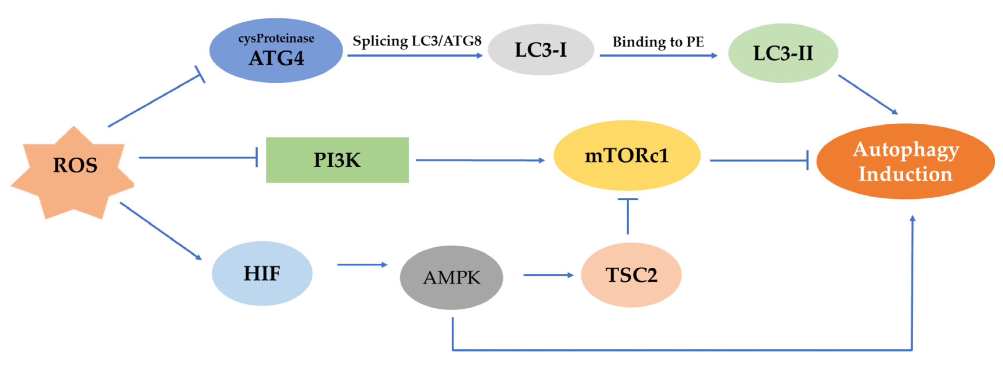 Antioxidants 12 00169 g003