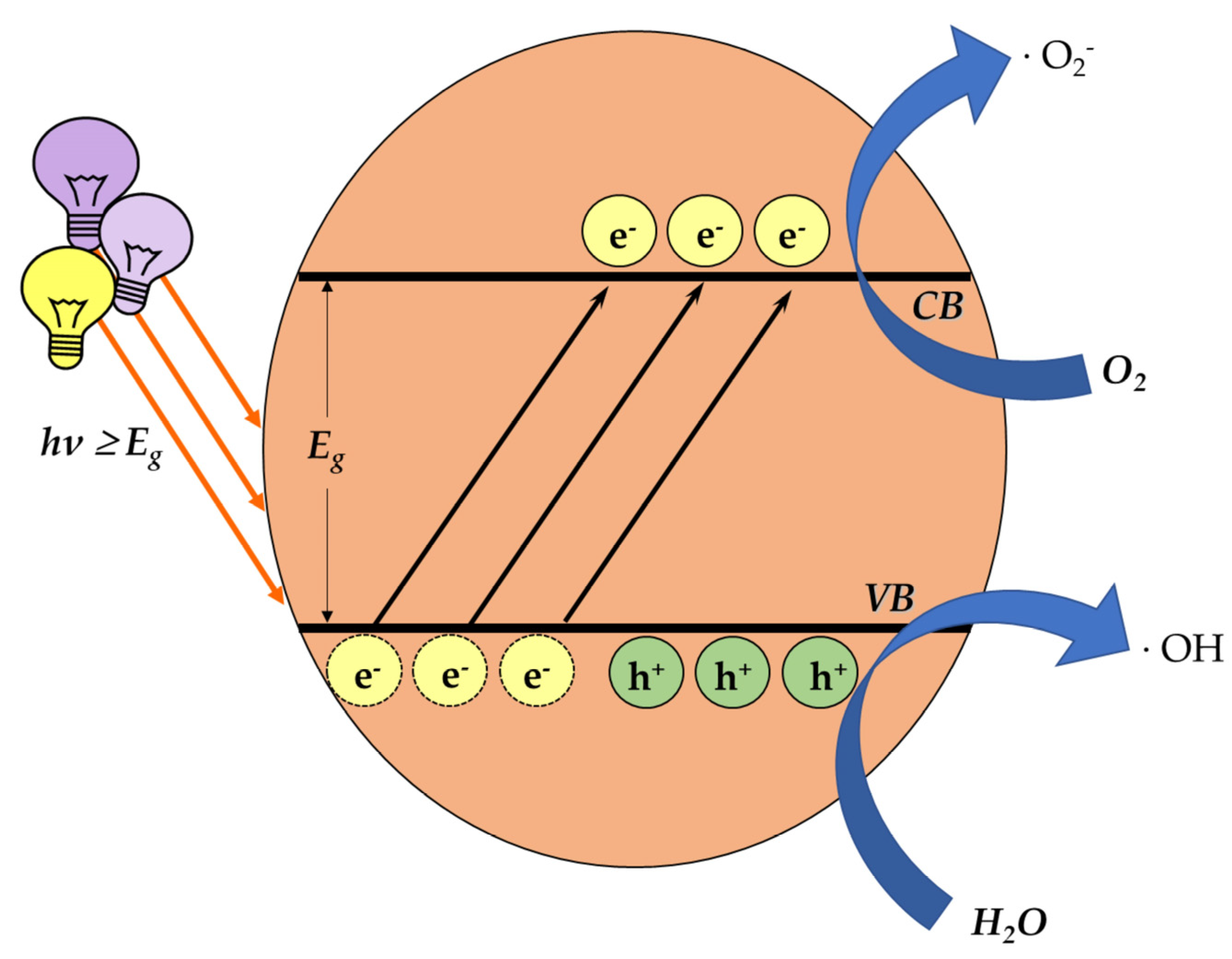 Antioxidants 12 00169 g004