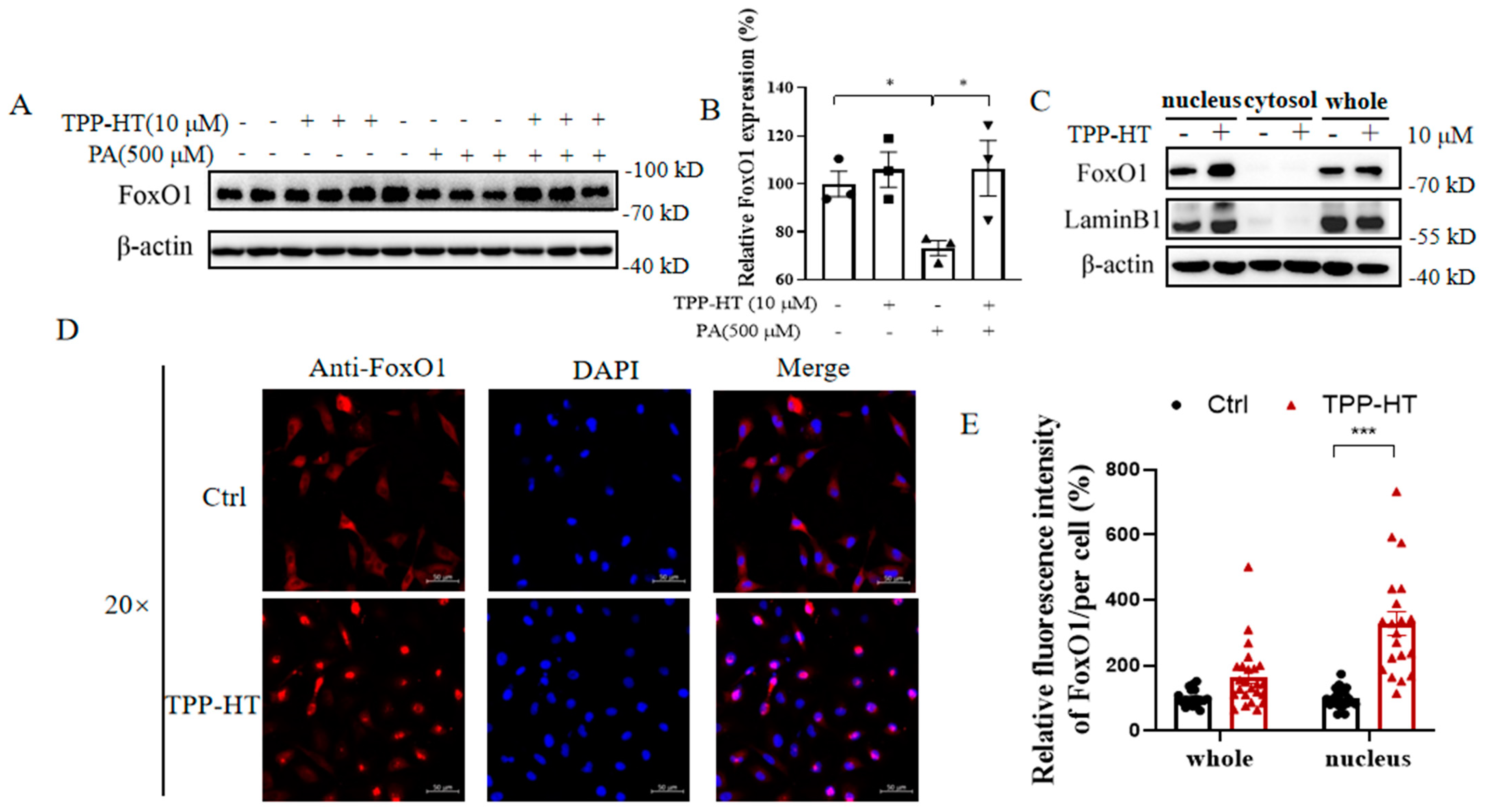 Antioxidants 12 00175 g004 Antioxidants 12 00175 g004