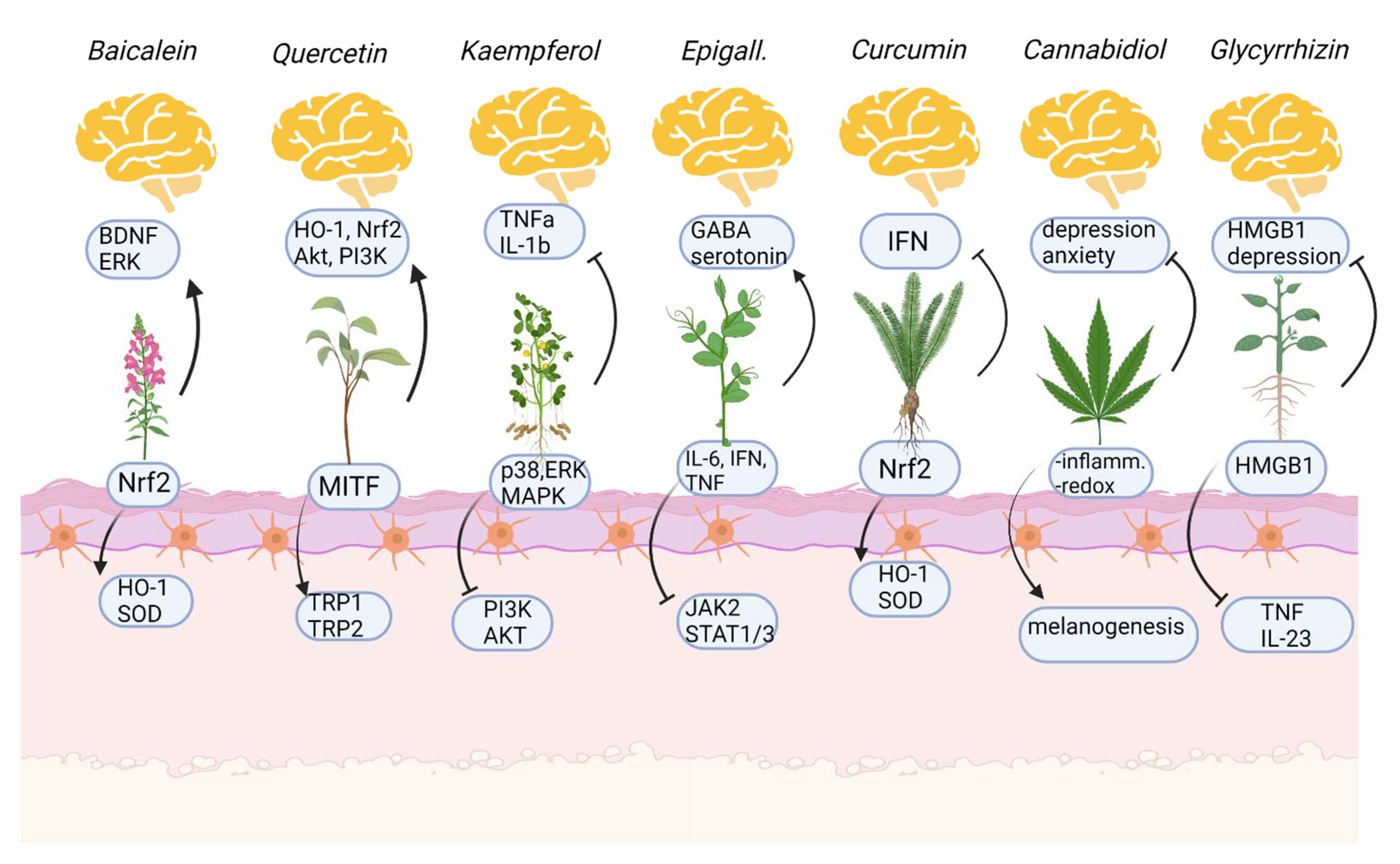 Antioxidants 12 00176 g003
