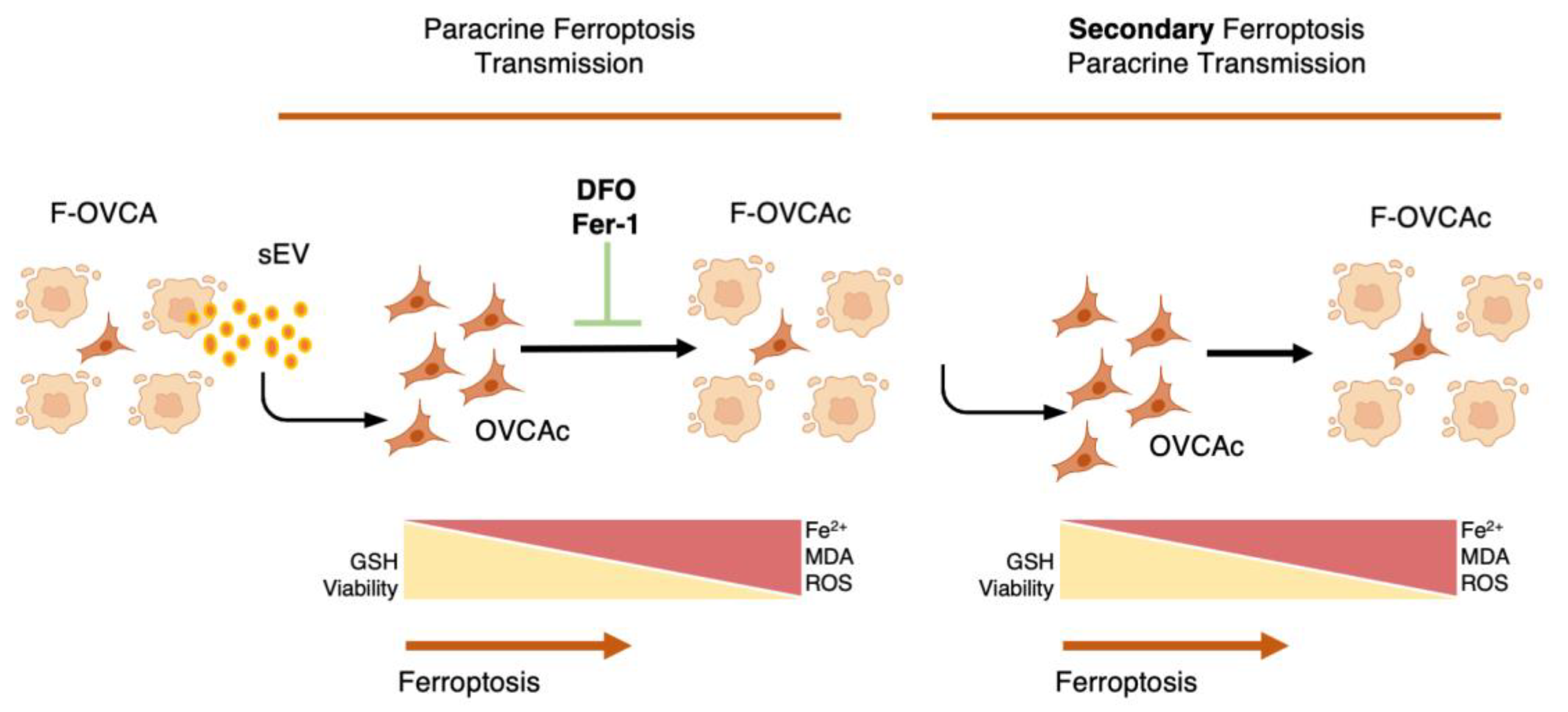 Antioxidants 12 00183 g017