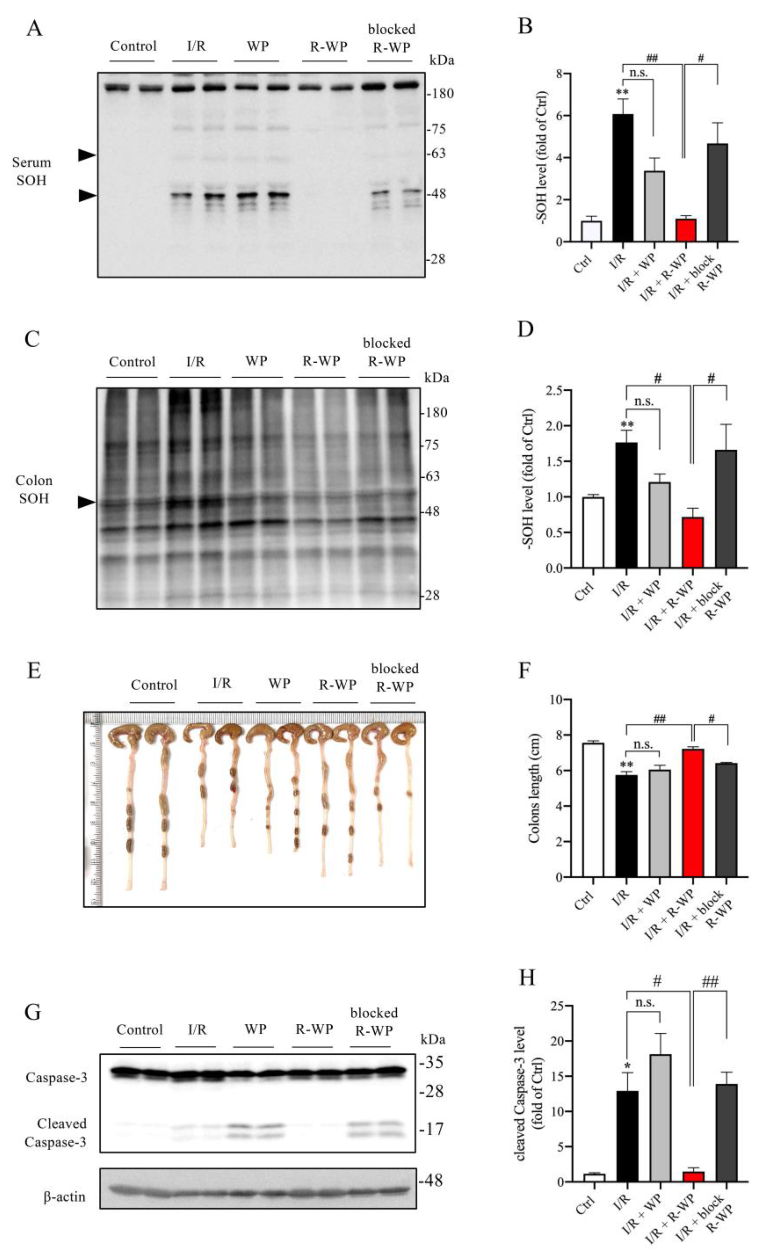 Antioxidants 12 00193 g006