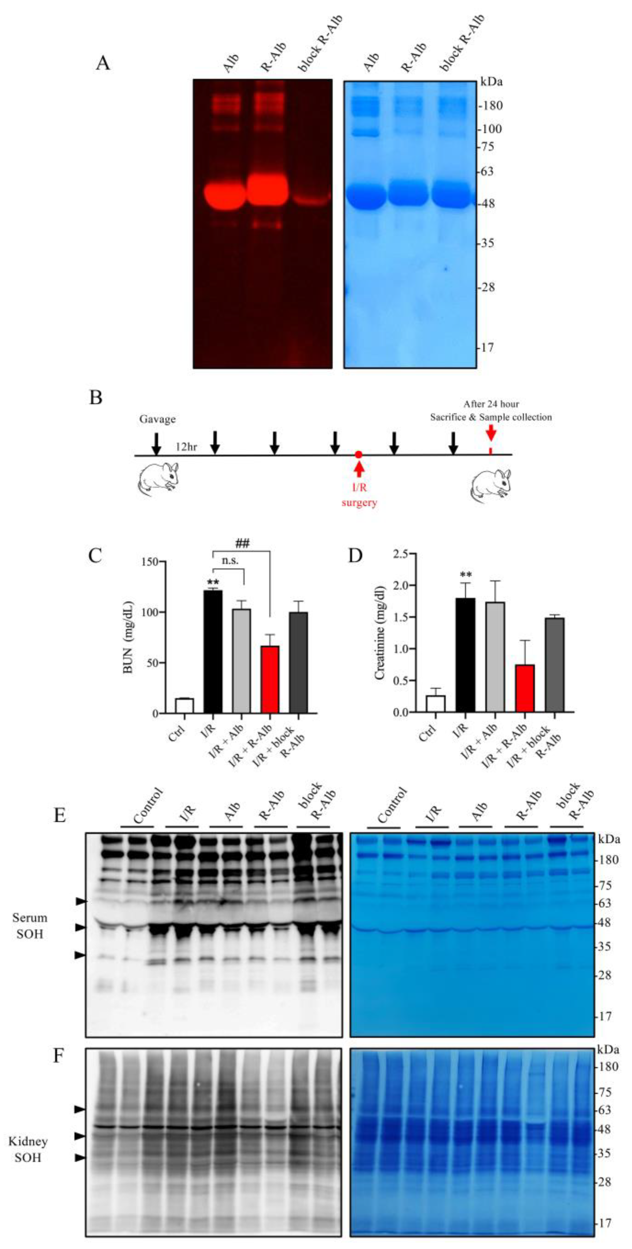 Antioxidants 12 00193 g007