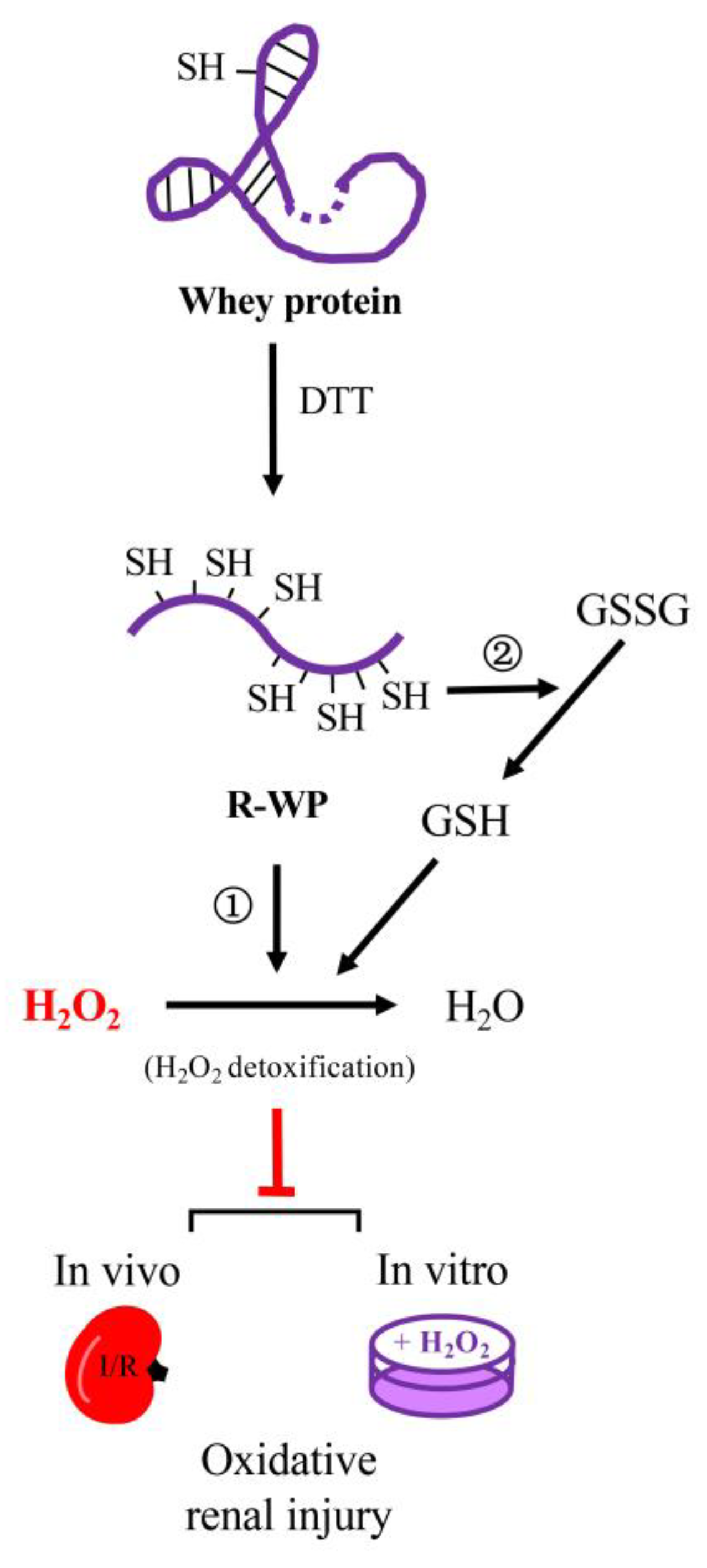 Antioxidants 12 00193 g008