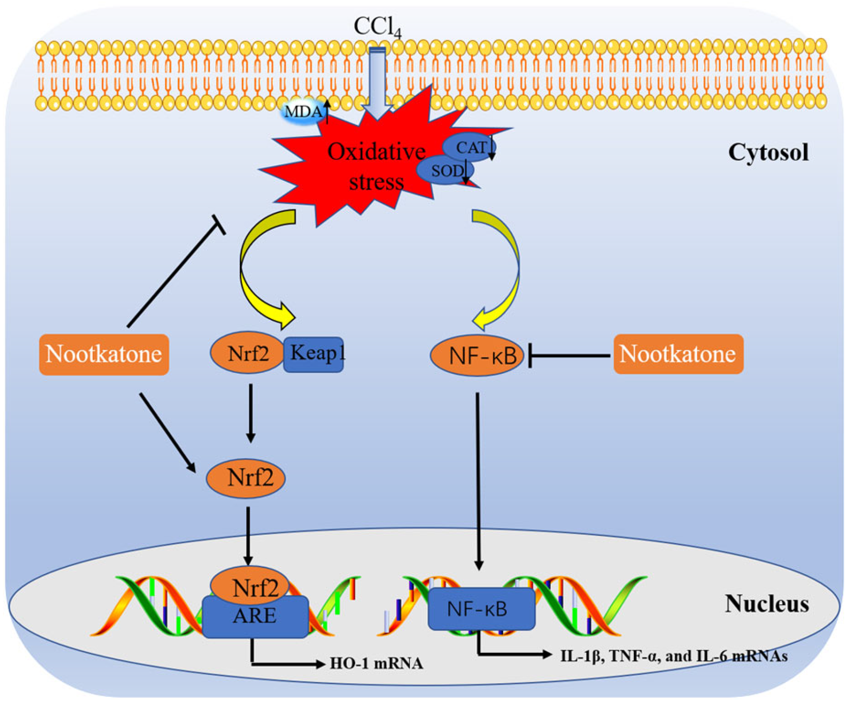 Antioxidants 12 00194 g008