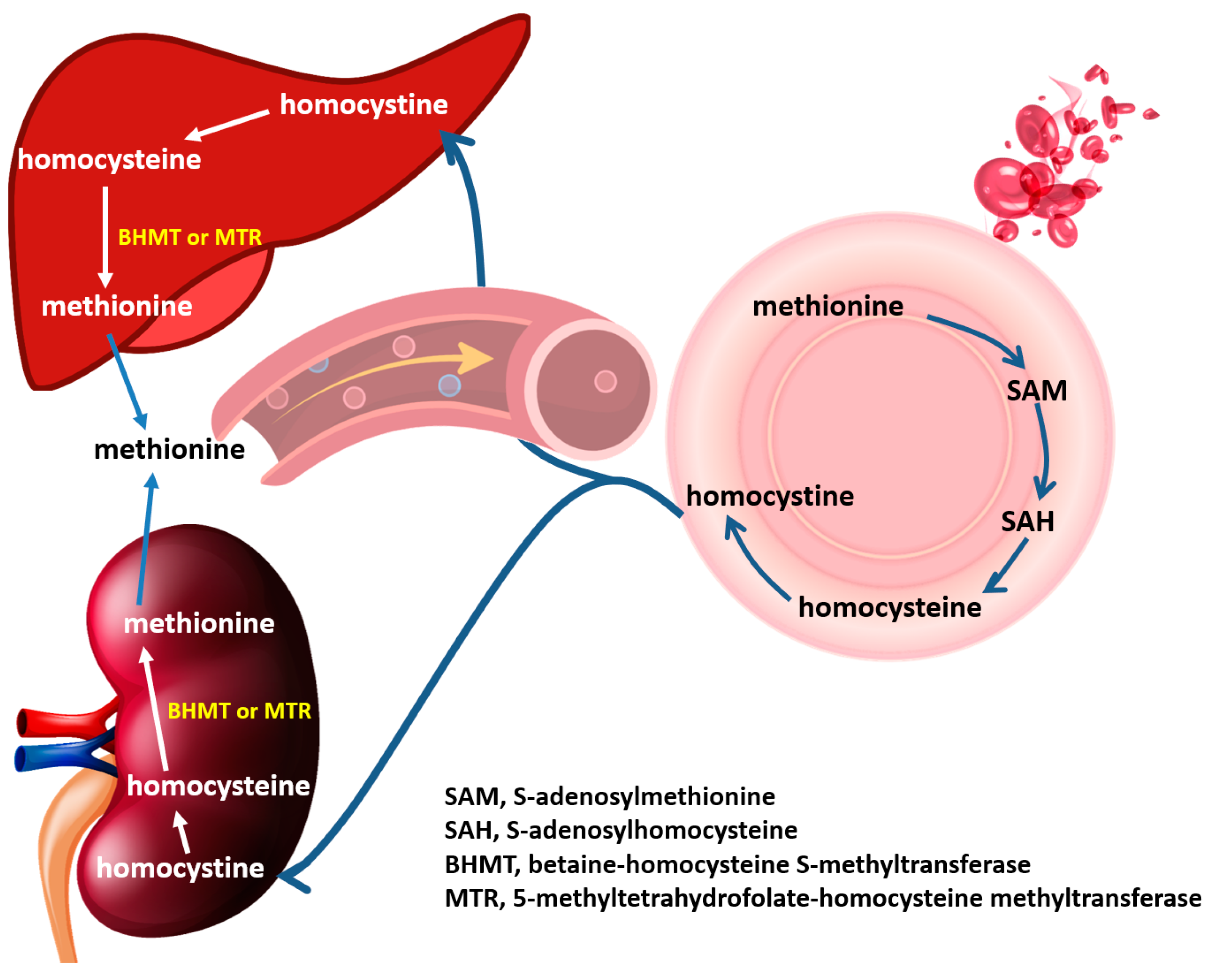 Antioxidants 12 00202 g007 Antioxidants 12 00202 g007