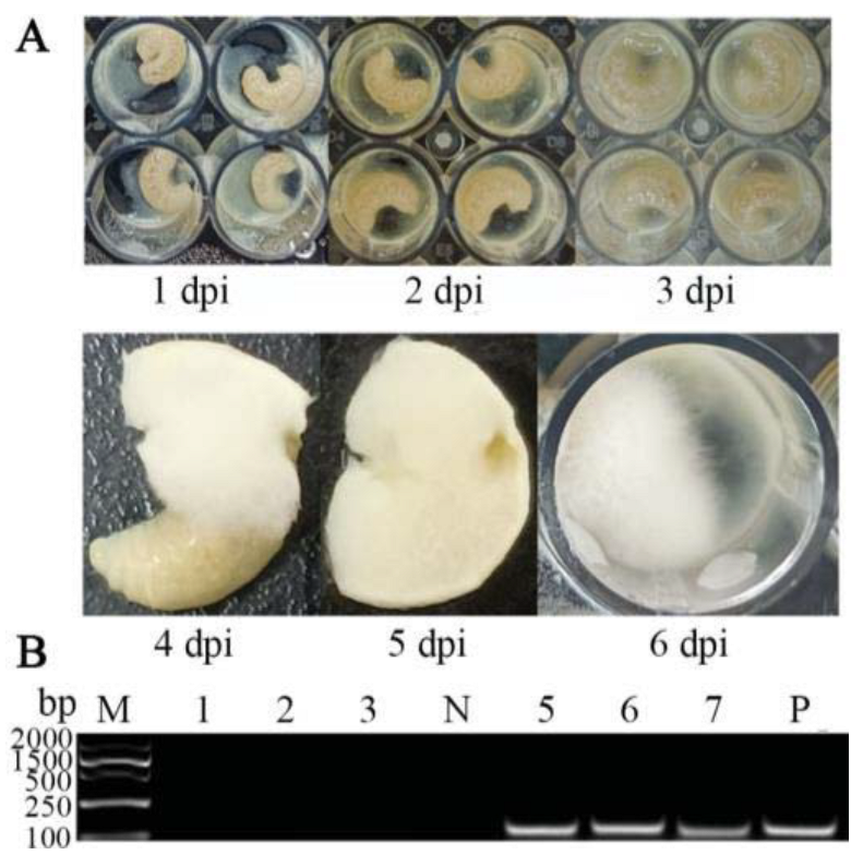Antioxidants 12 00206 g001 Antioxidants 12 00206 g001