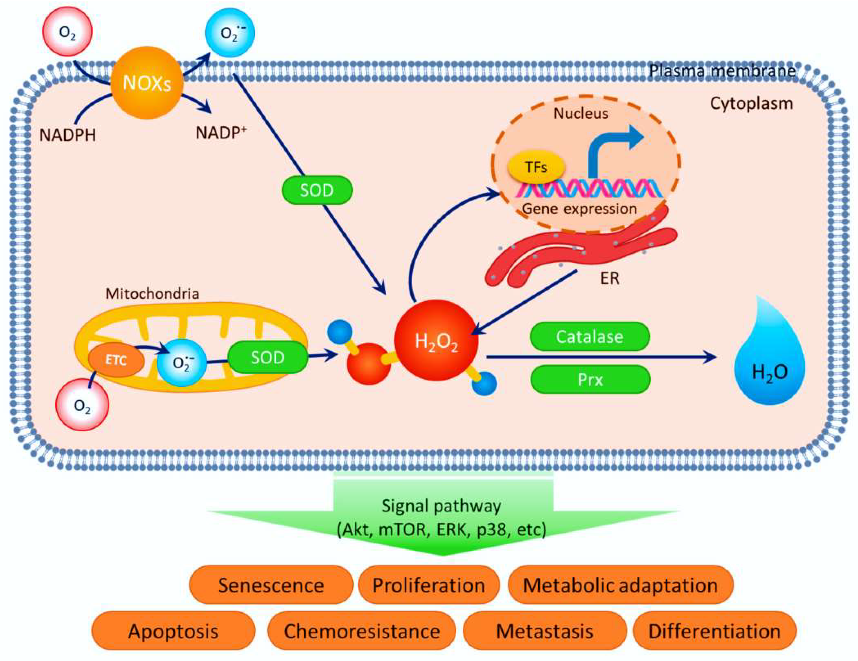 Antioxidants 12 00213 g001