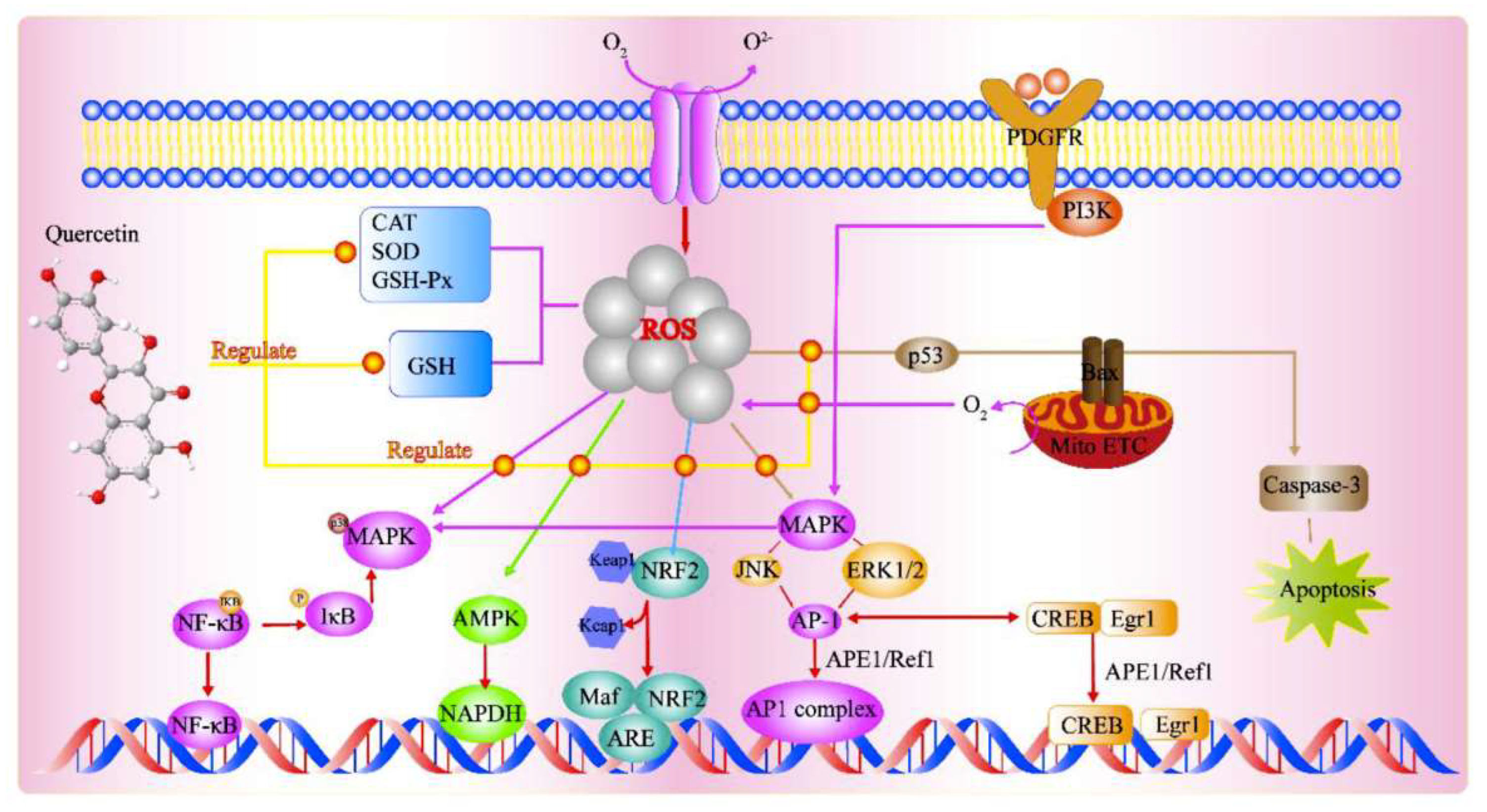 Antioxidants 12 00213 g013