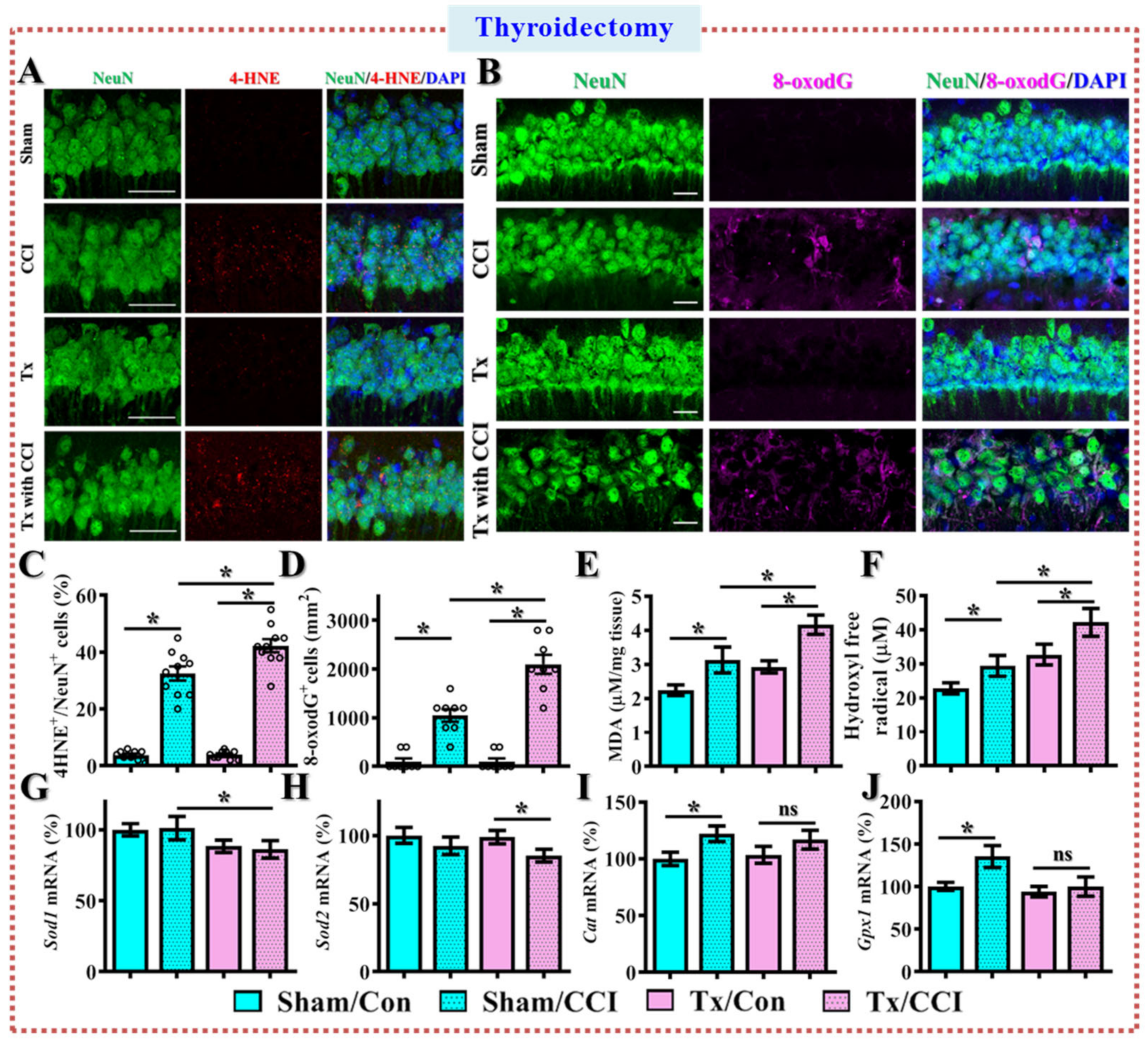 Antioxidants 12 00217 g007