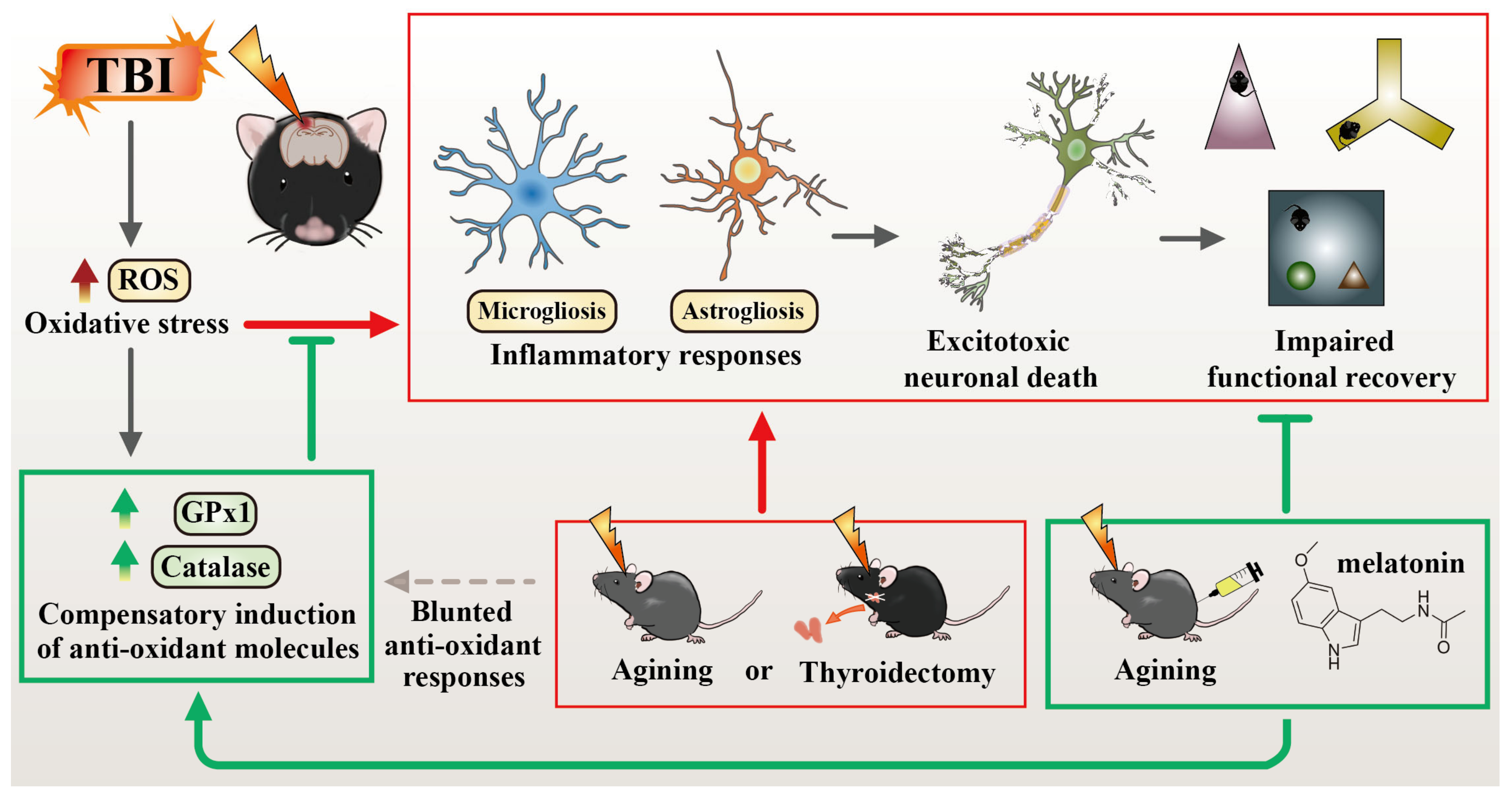 Antioxidants 12 00217 g011