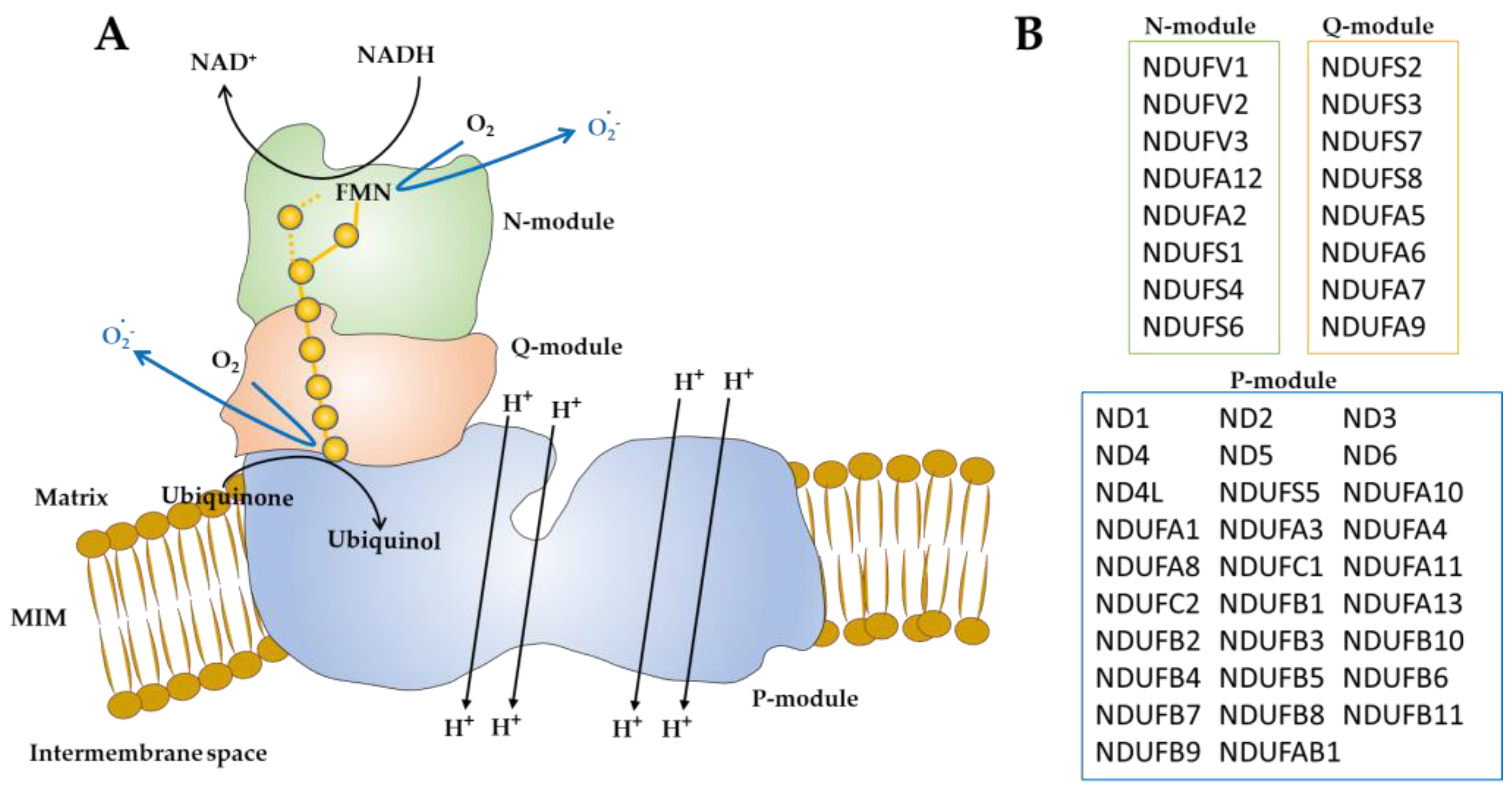 Antioxidants 12 00221 g001