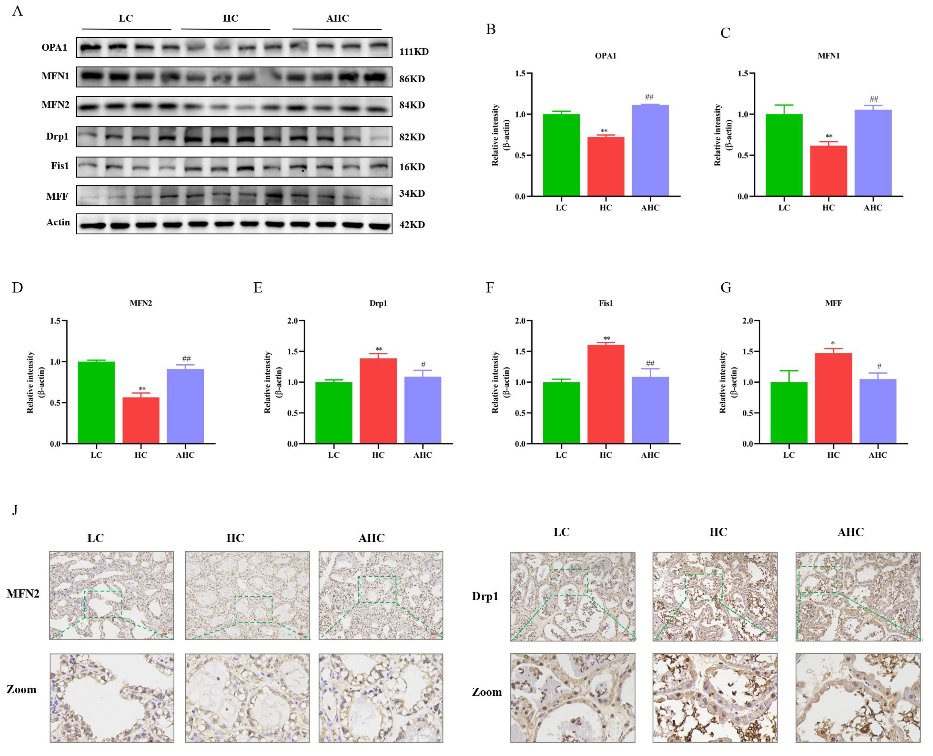 Antioxidants 12 00223 g005