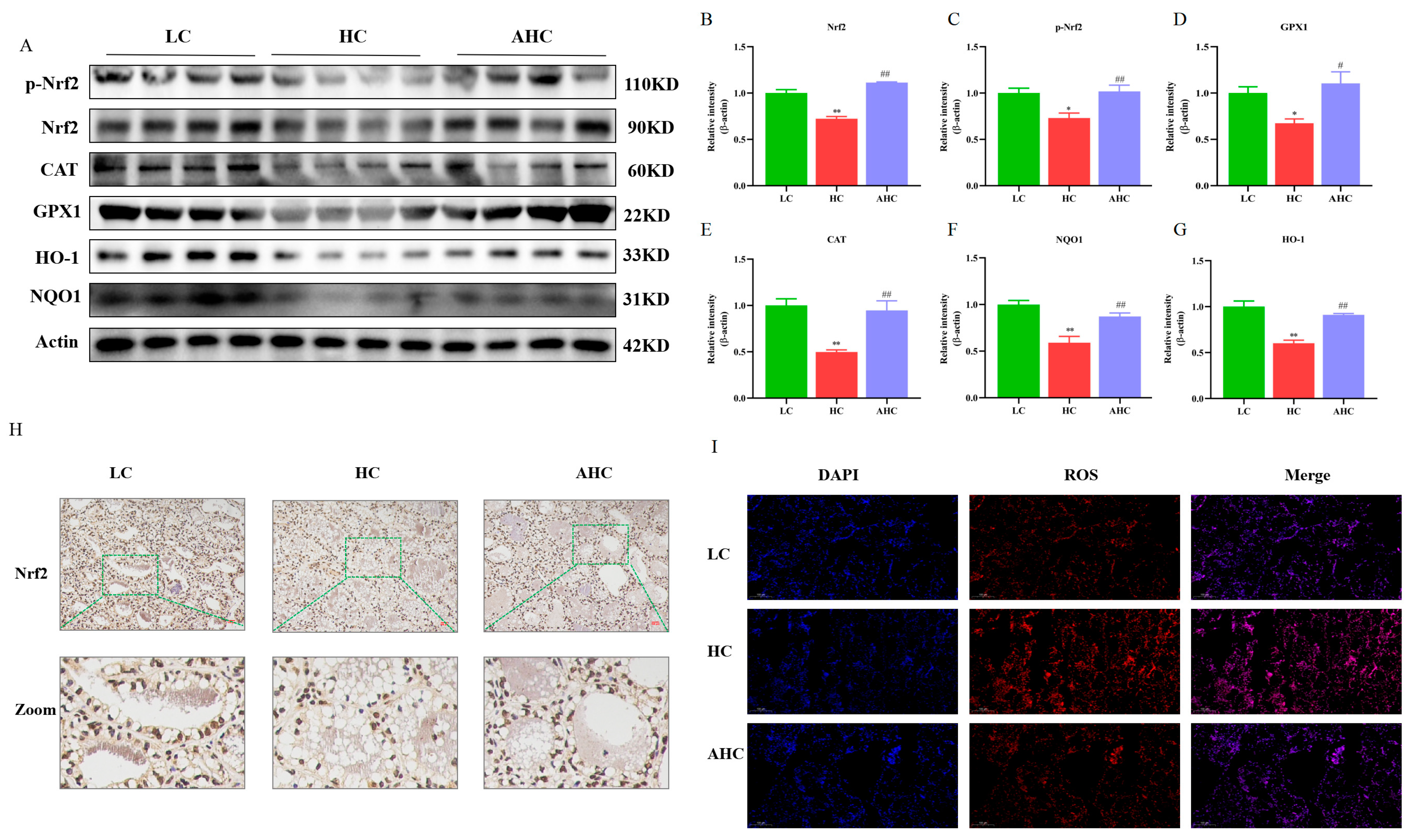Antioxidants 12 00223 g007