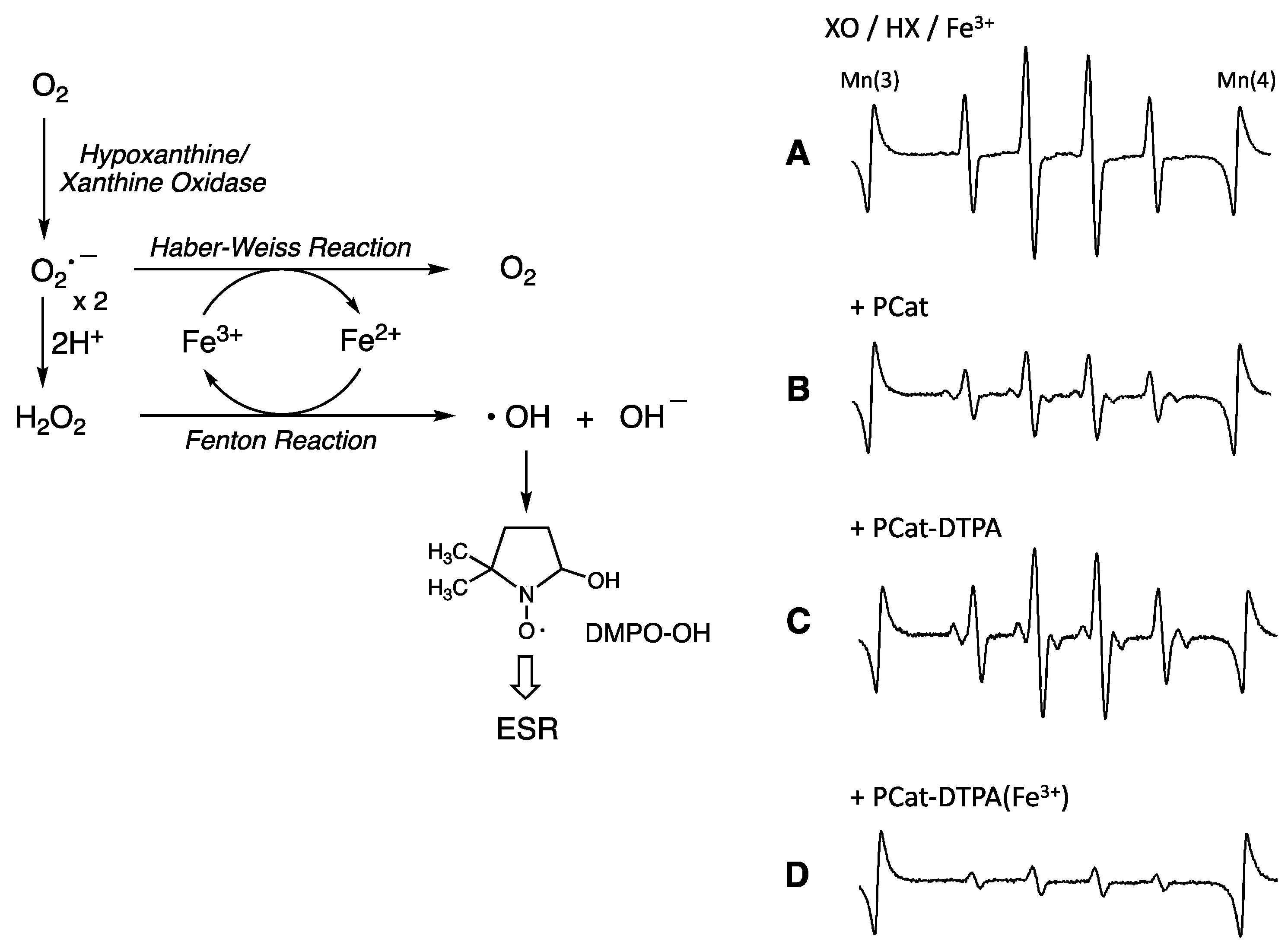 Antioxidants 12 00225 g004