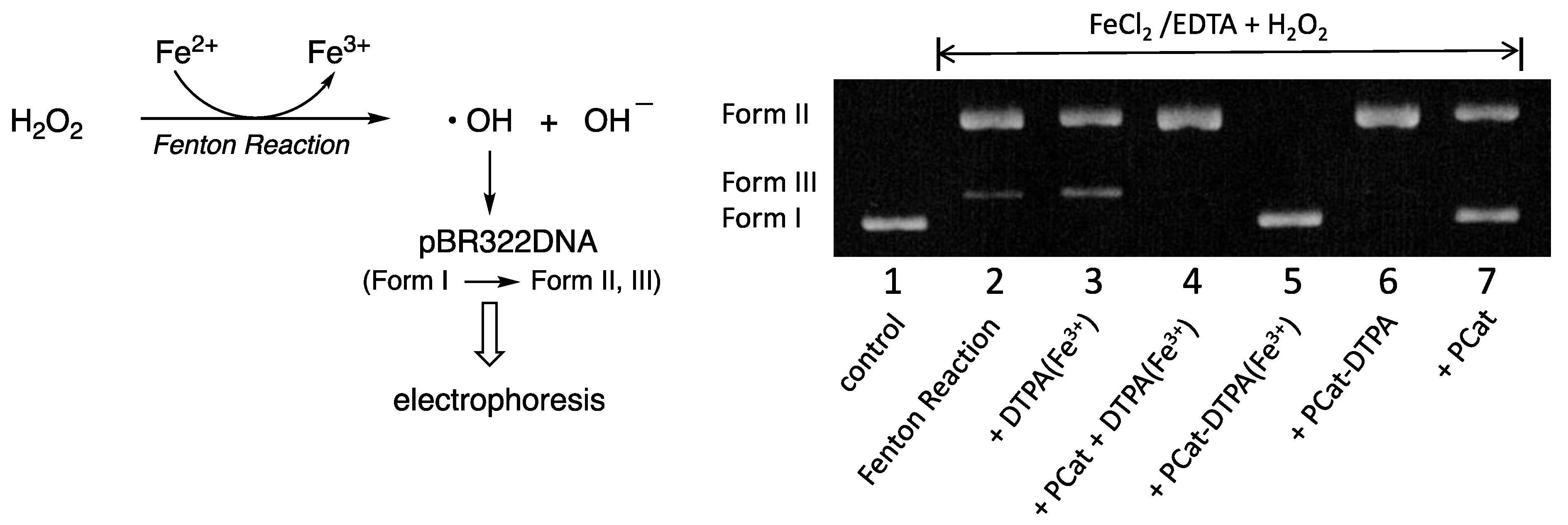 Antioxidants 12 00225 g005