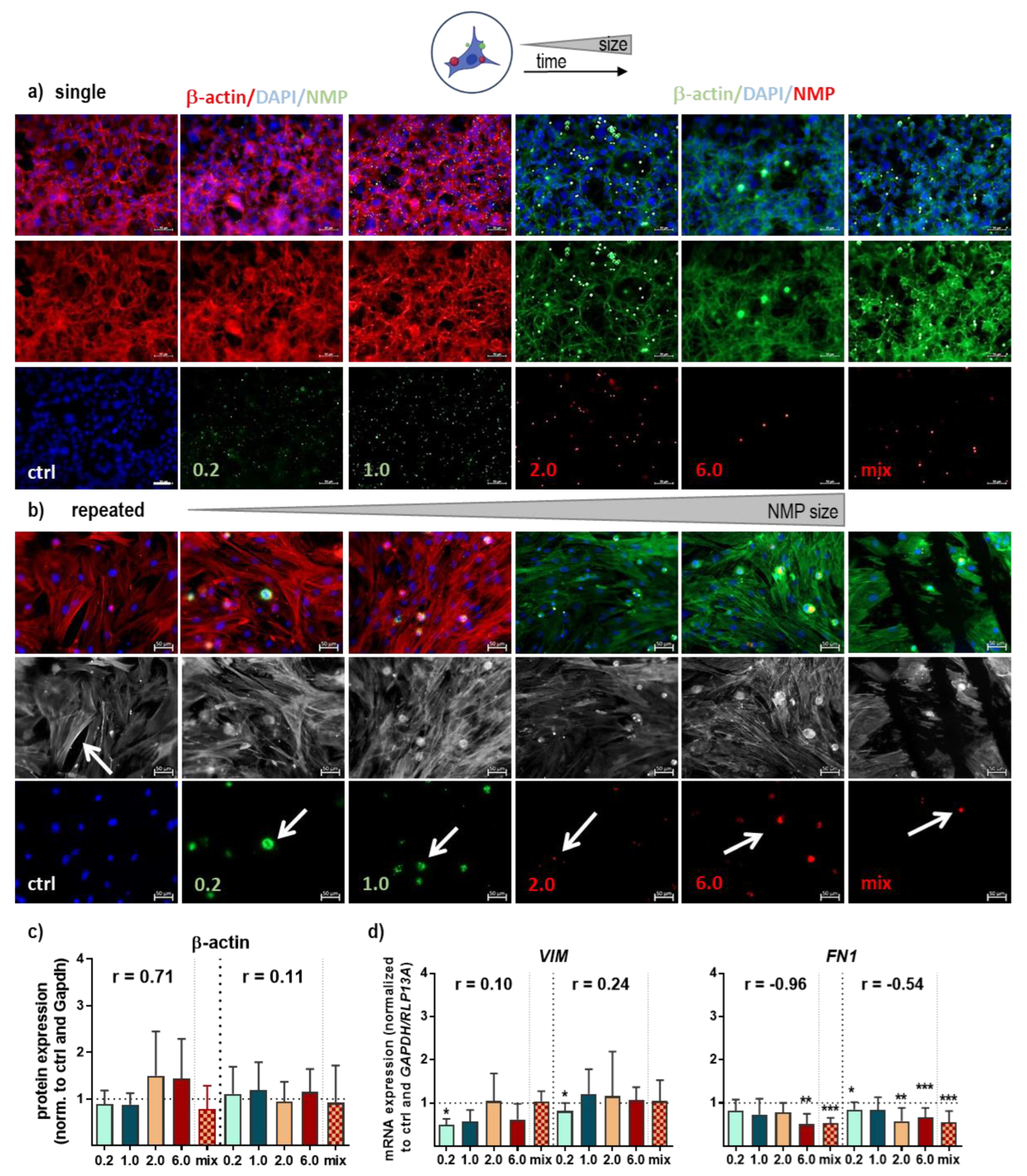 Antioxidants 12 00227 g004