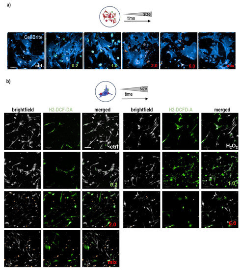 Antioxidants 12 00227 g0a1