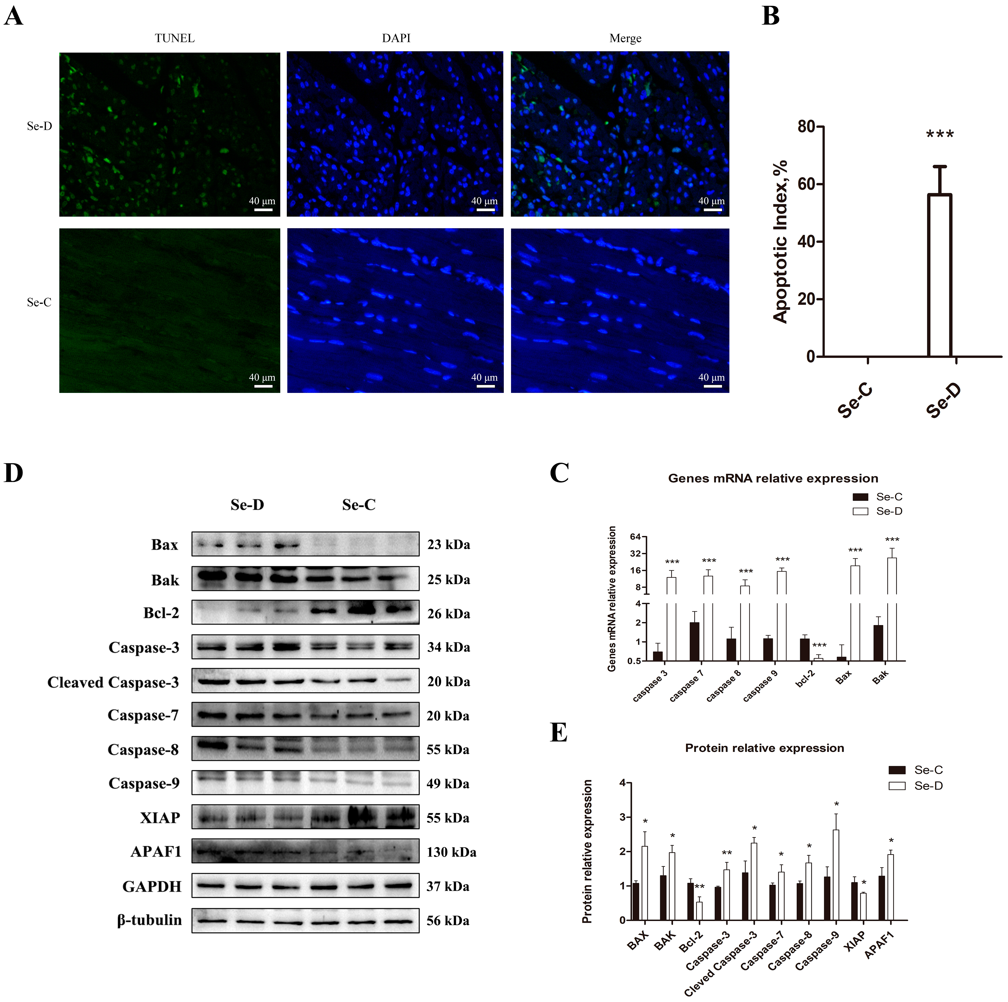 Antioxidants 12 00229 g004