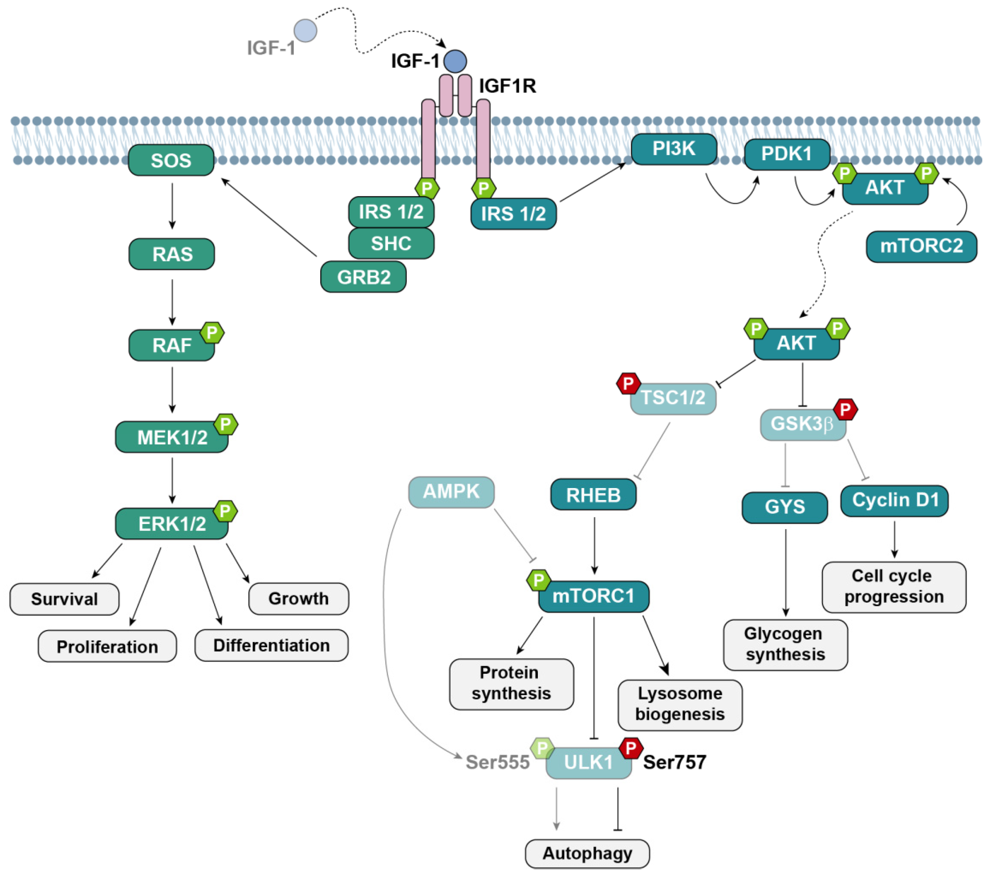 Antioxidants 12 00233 g001