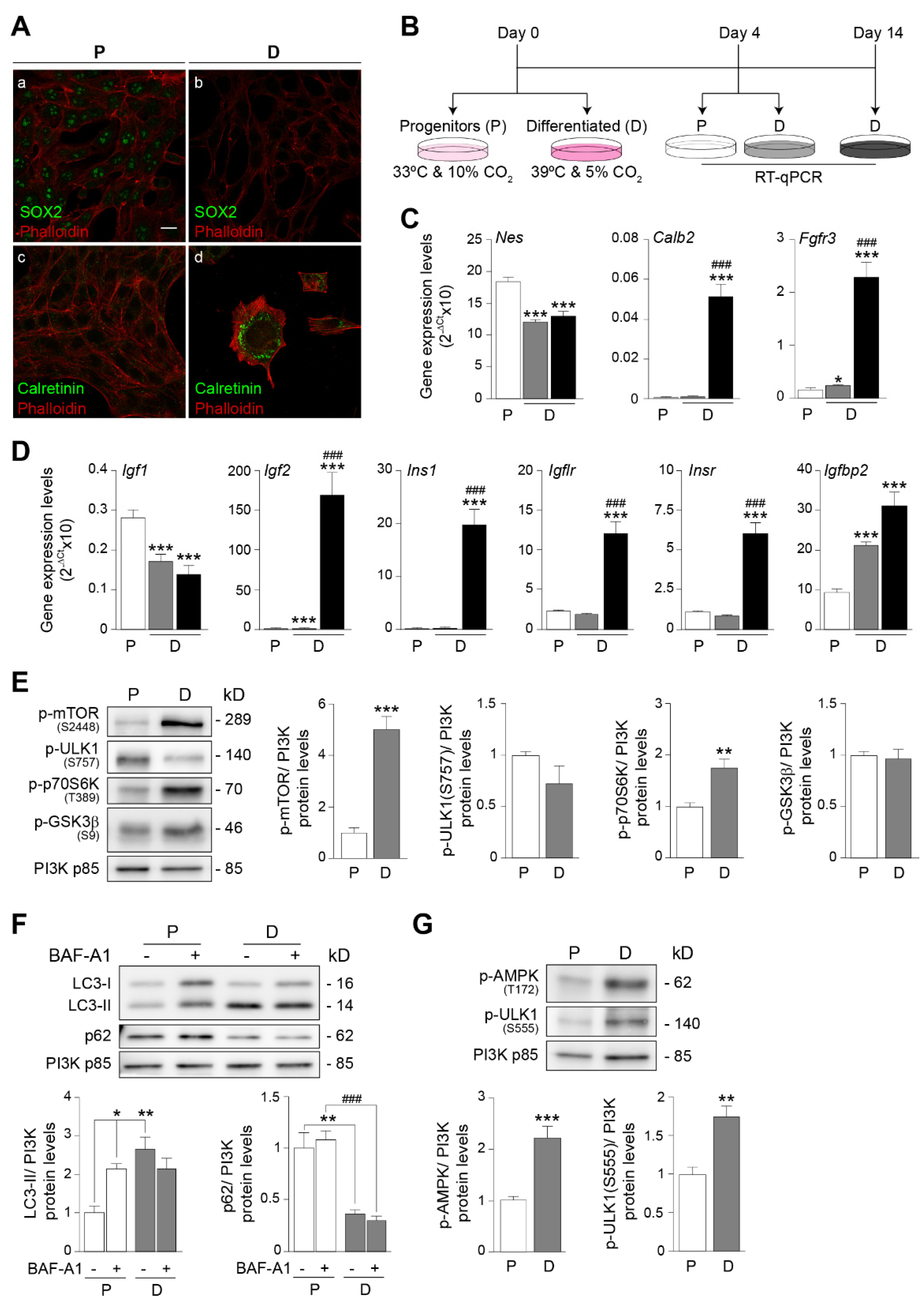 Antioxidants 12 00233 g002