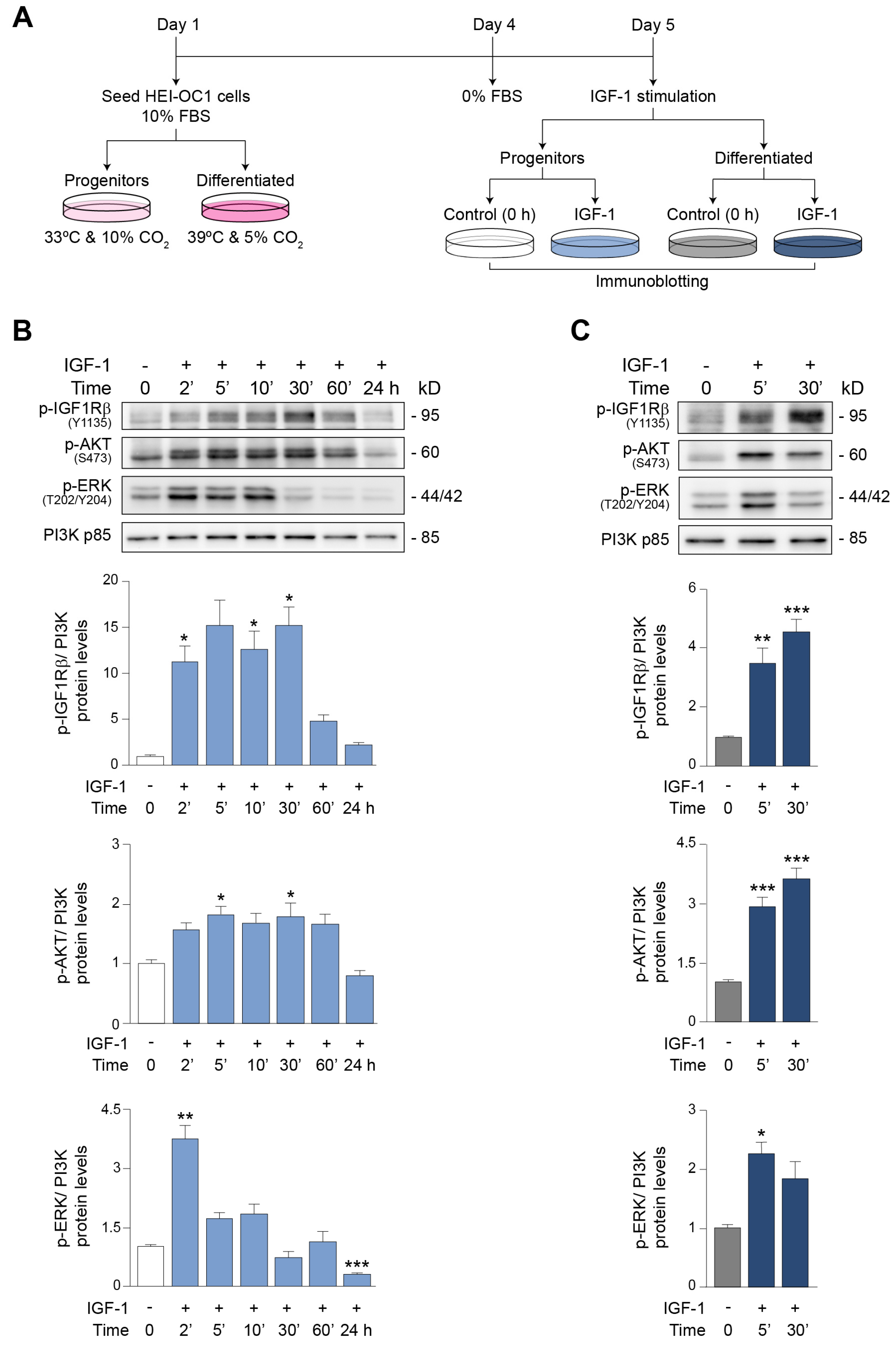 Antioxidants 12 00233 g003