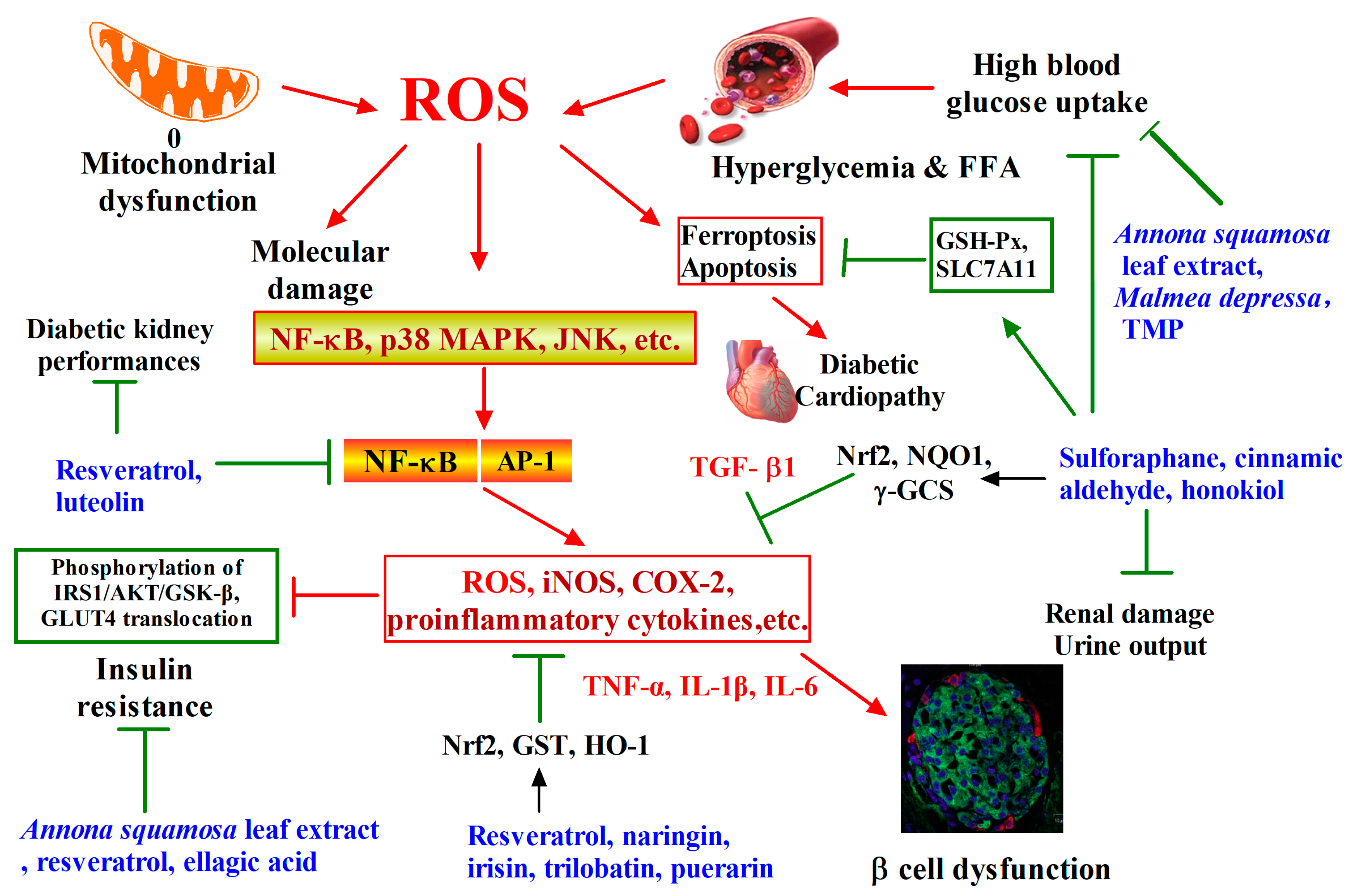 Antioxidants 12 00236 g001 Antioxidants 12 00236 g001