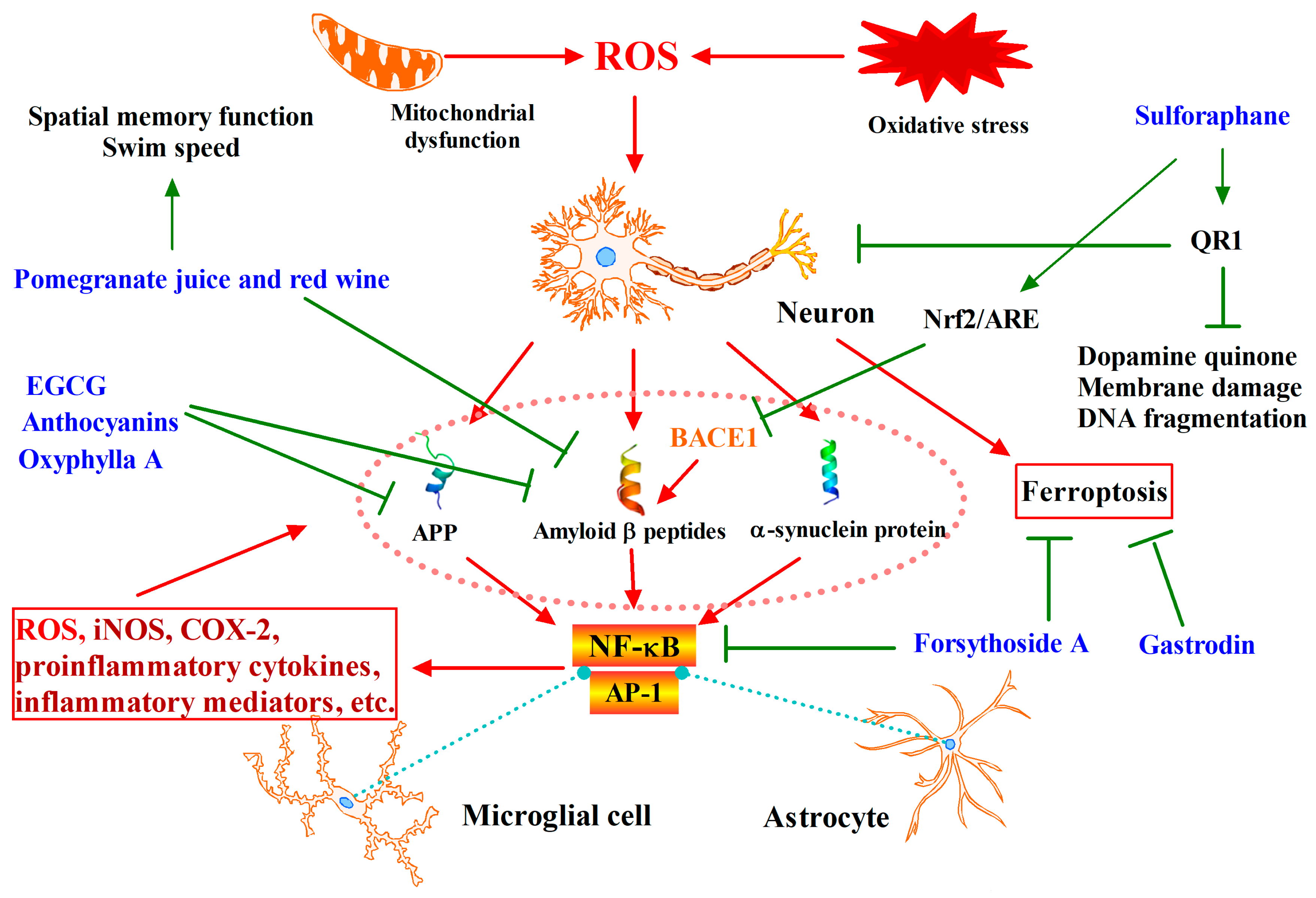Antioxidants 12 00236 g002 Antioxidants 12 00236 g002