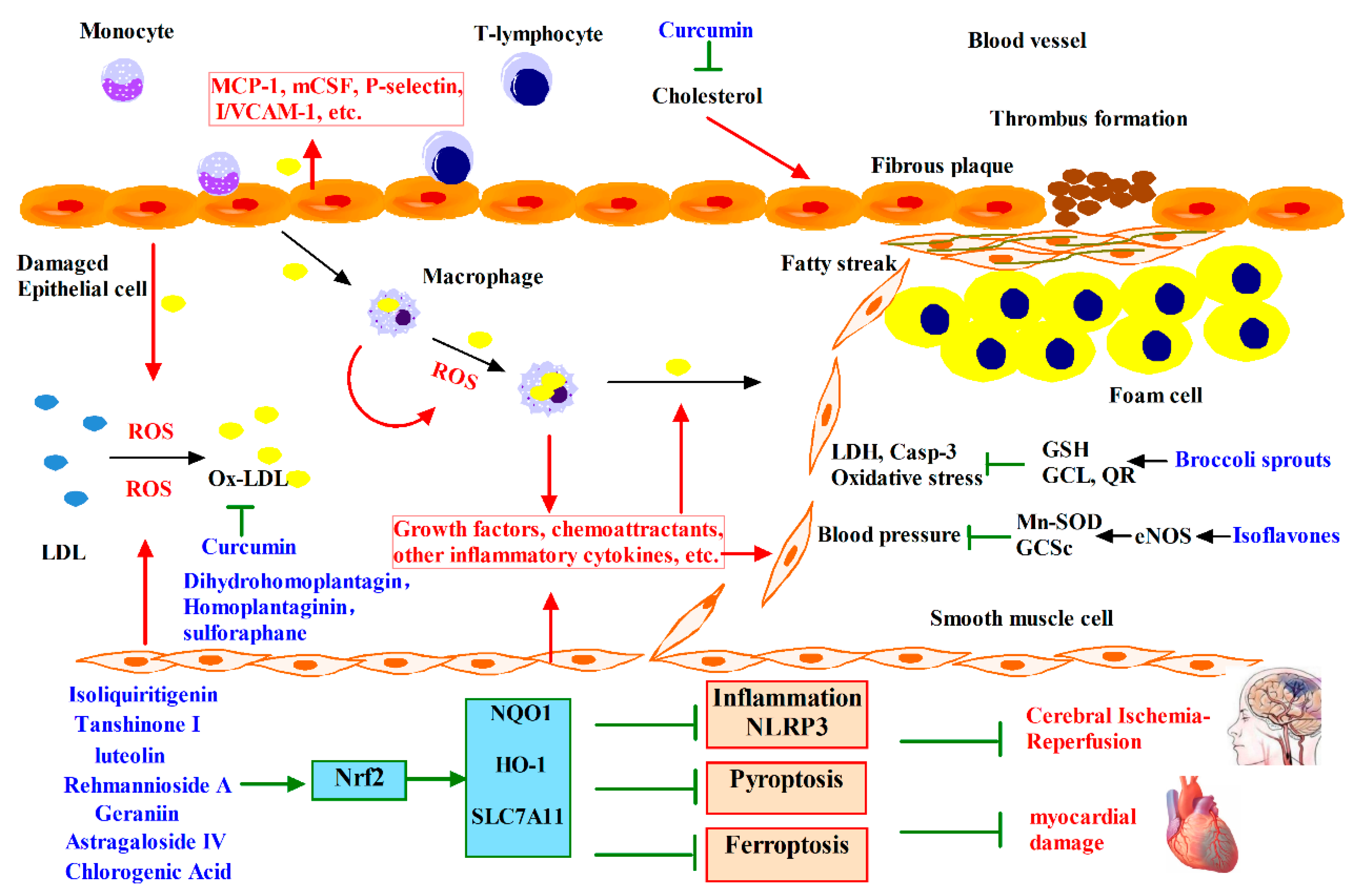 Antioxidants 12 00236 g003 Antioxidants 12 00236 g003