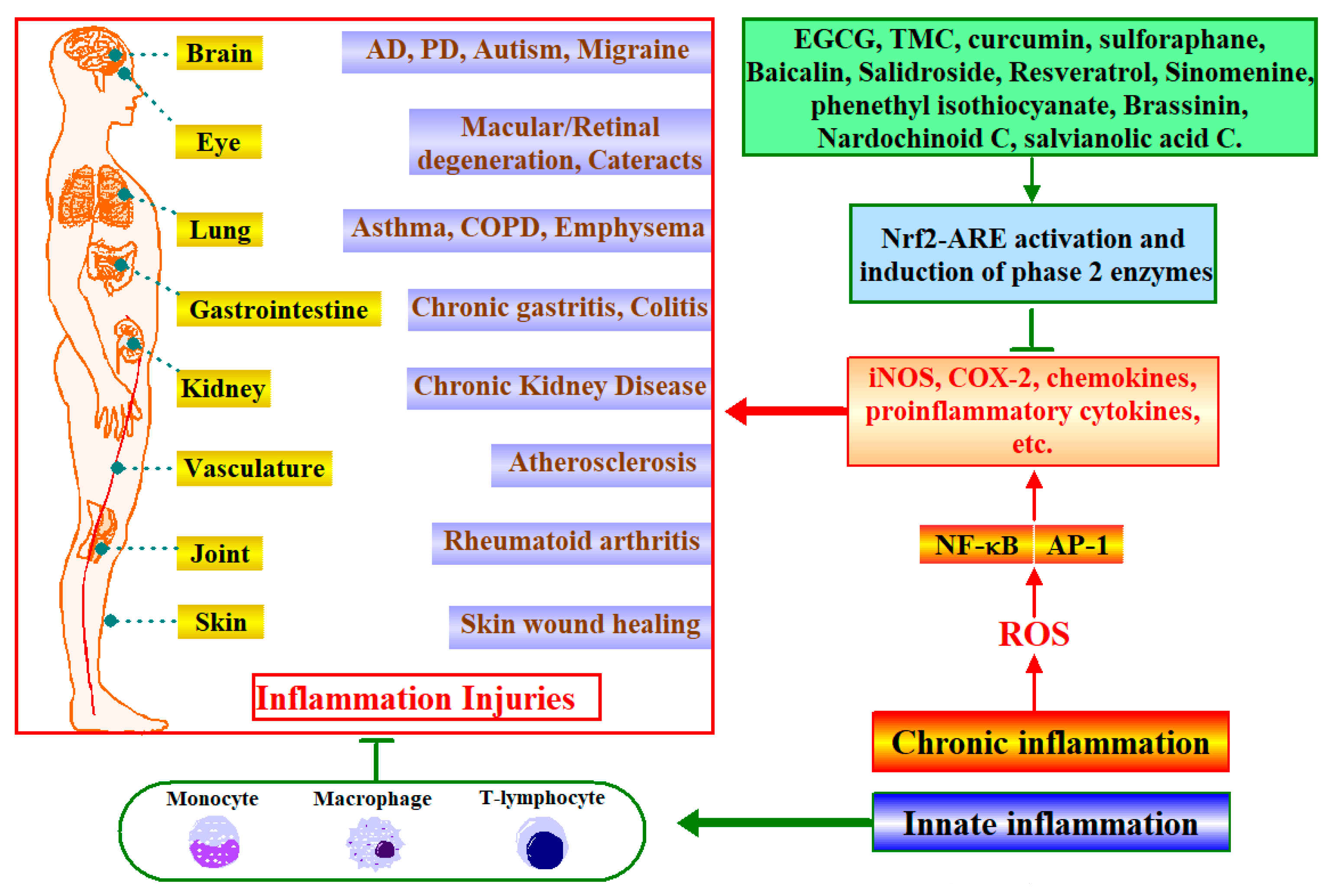 Antioxidants 12 00236 g005 Antioxidants 12 00236 g005