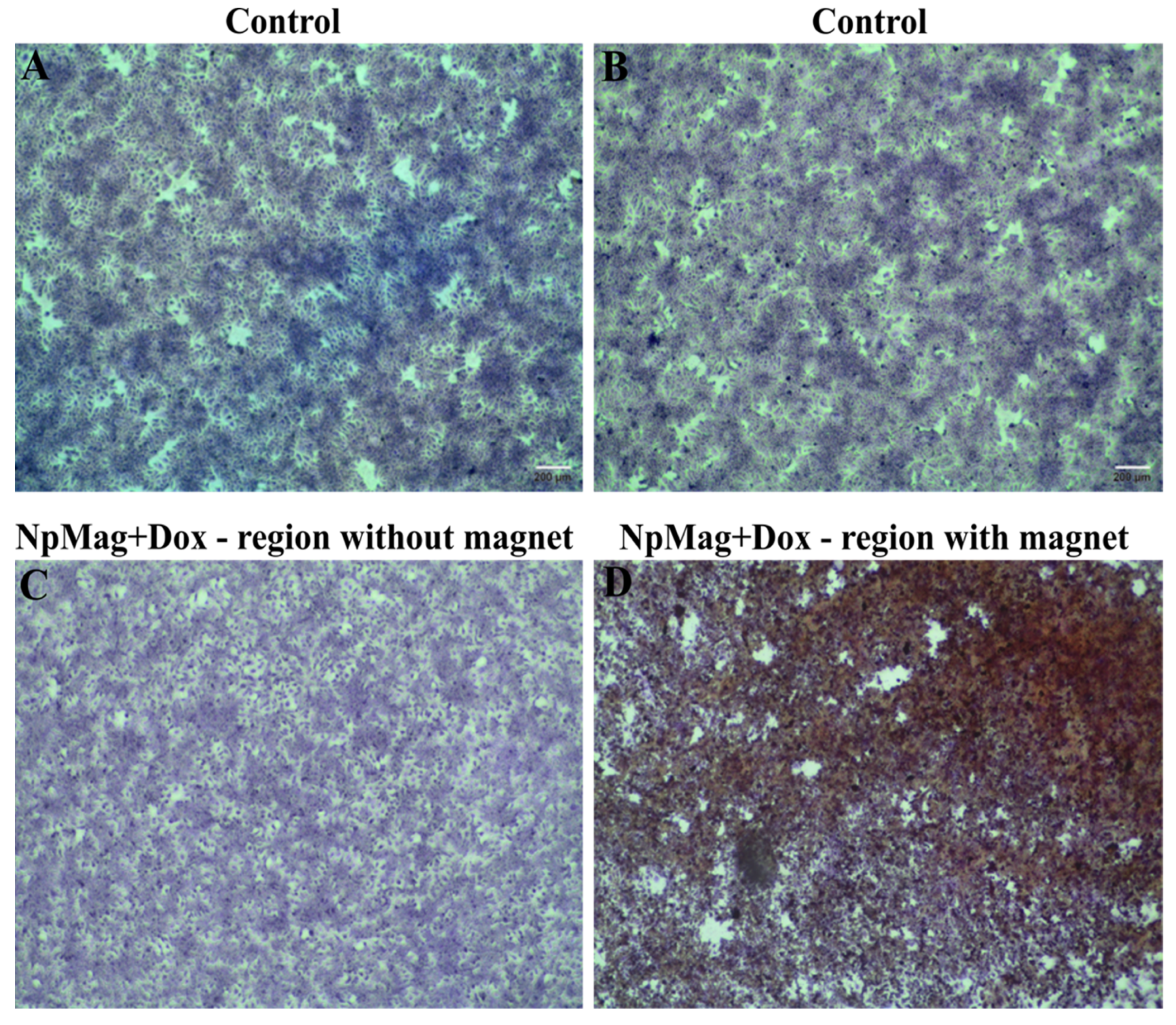 Antioxidants 12 00237 g008