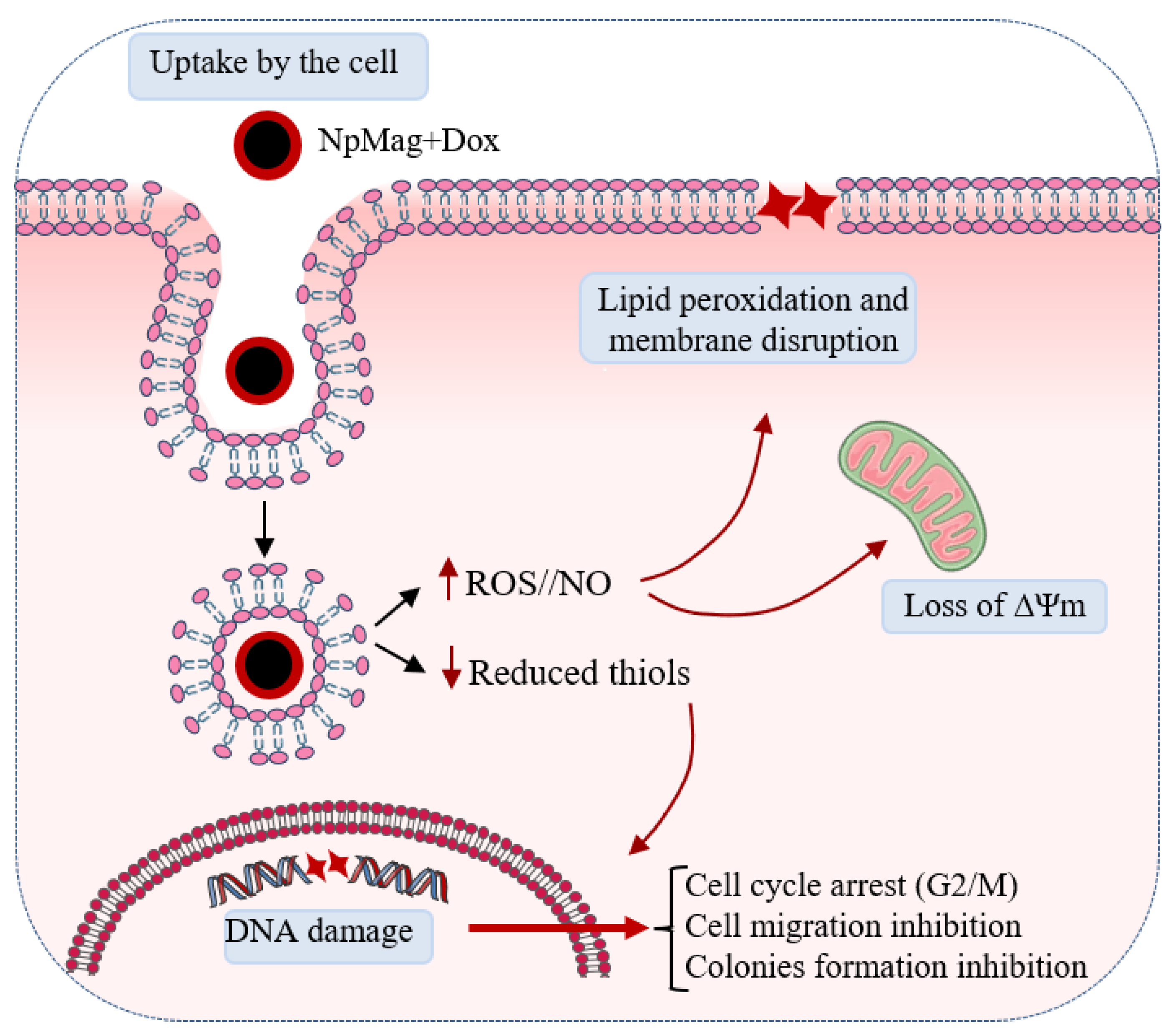 Antioxidants 12 00237 g009