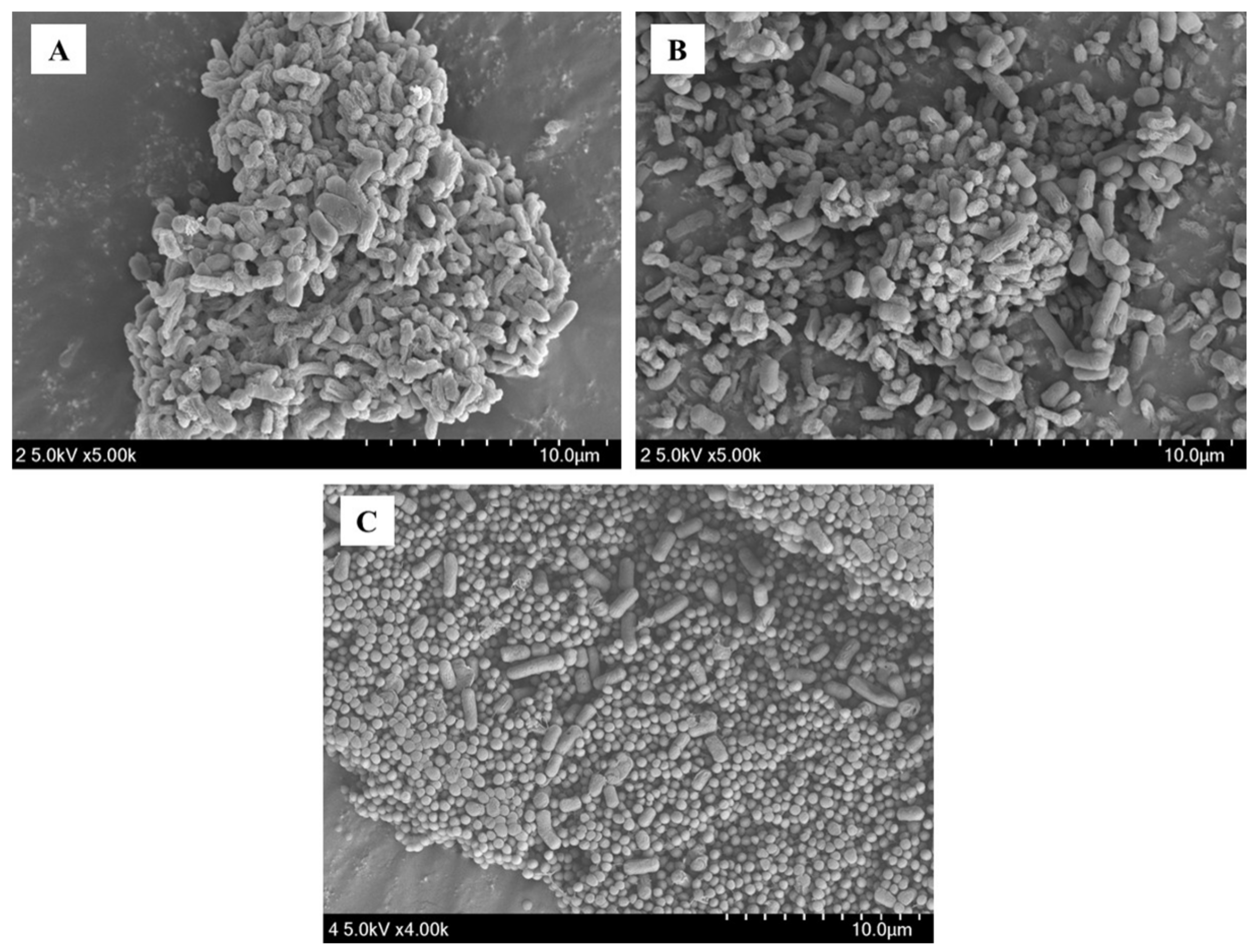 Antioxidants 12 00238 g005 Antioxidants 12 00238 g005
