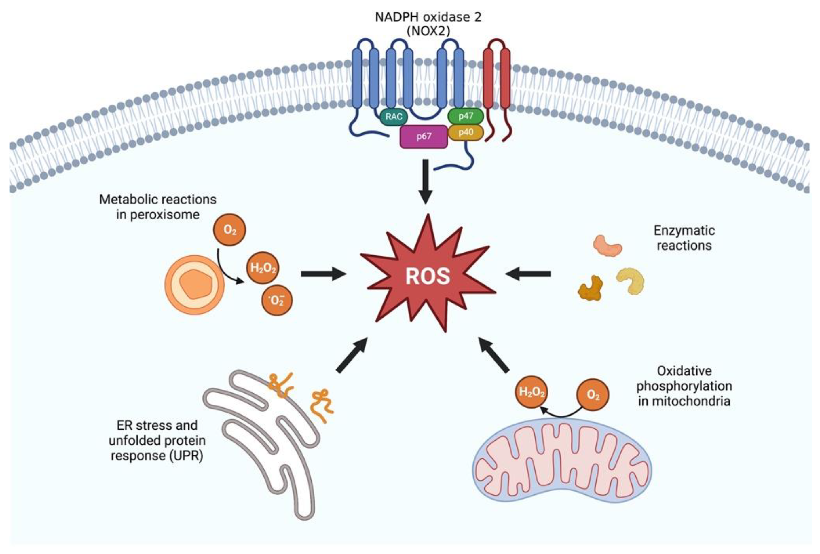 Antioxidants 12 00239 g001