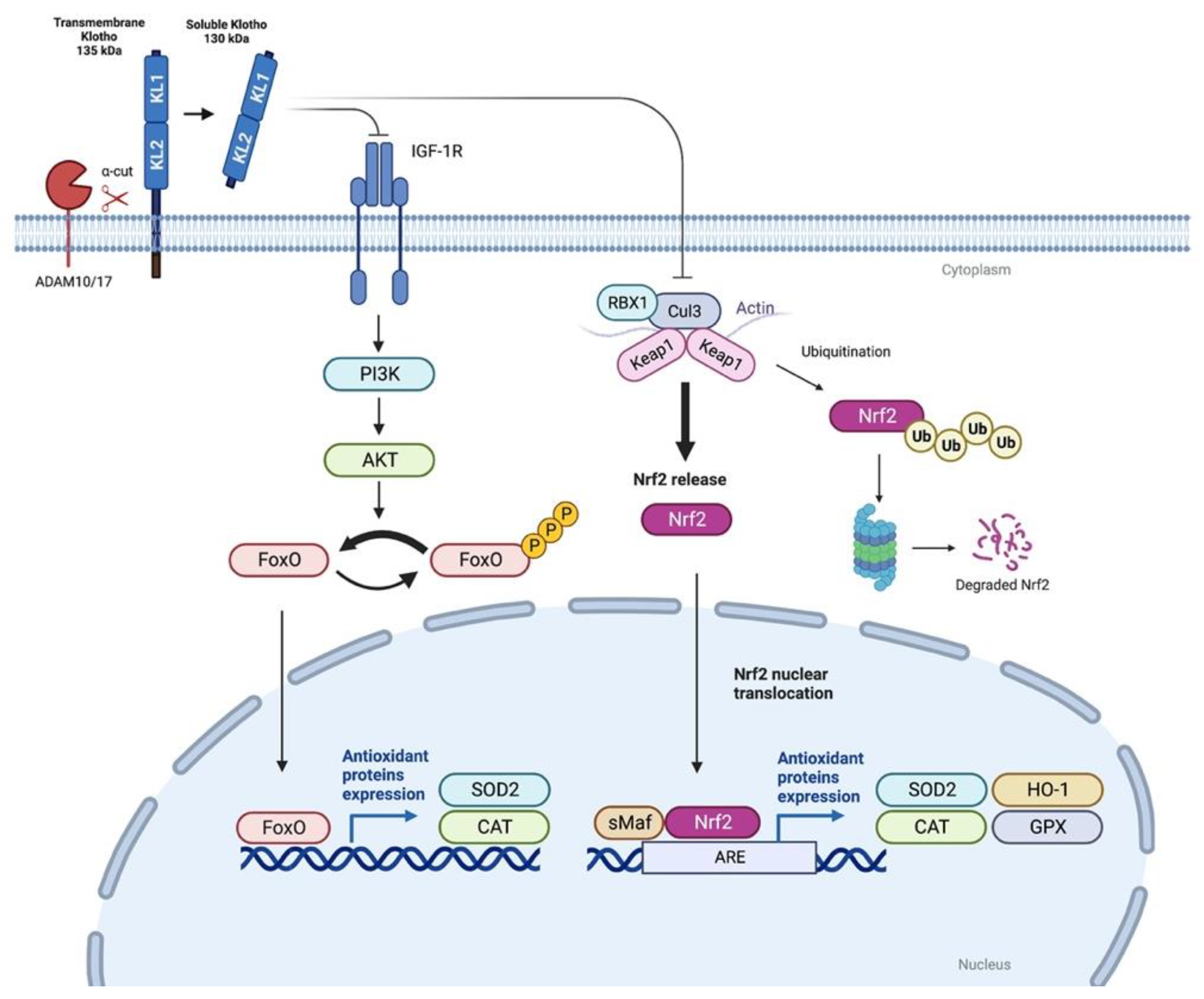 Antioxidants 12 00239 g002