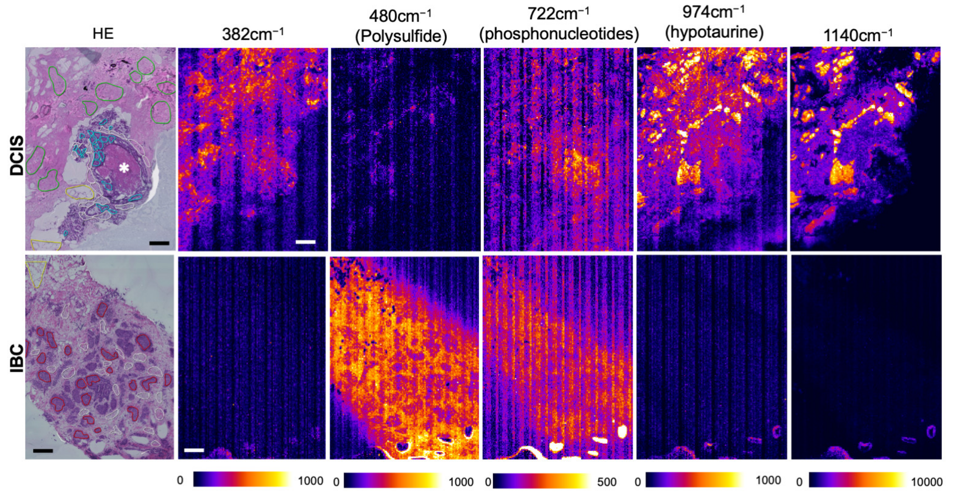 Antioxidants 12 00240 g002 Antioxidants 12 00240 g002