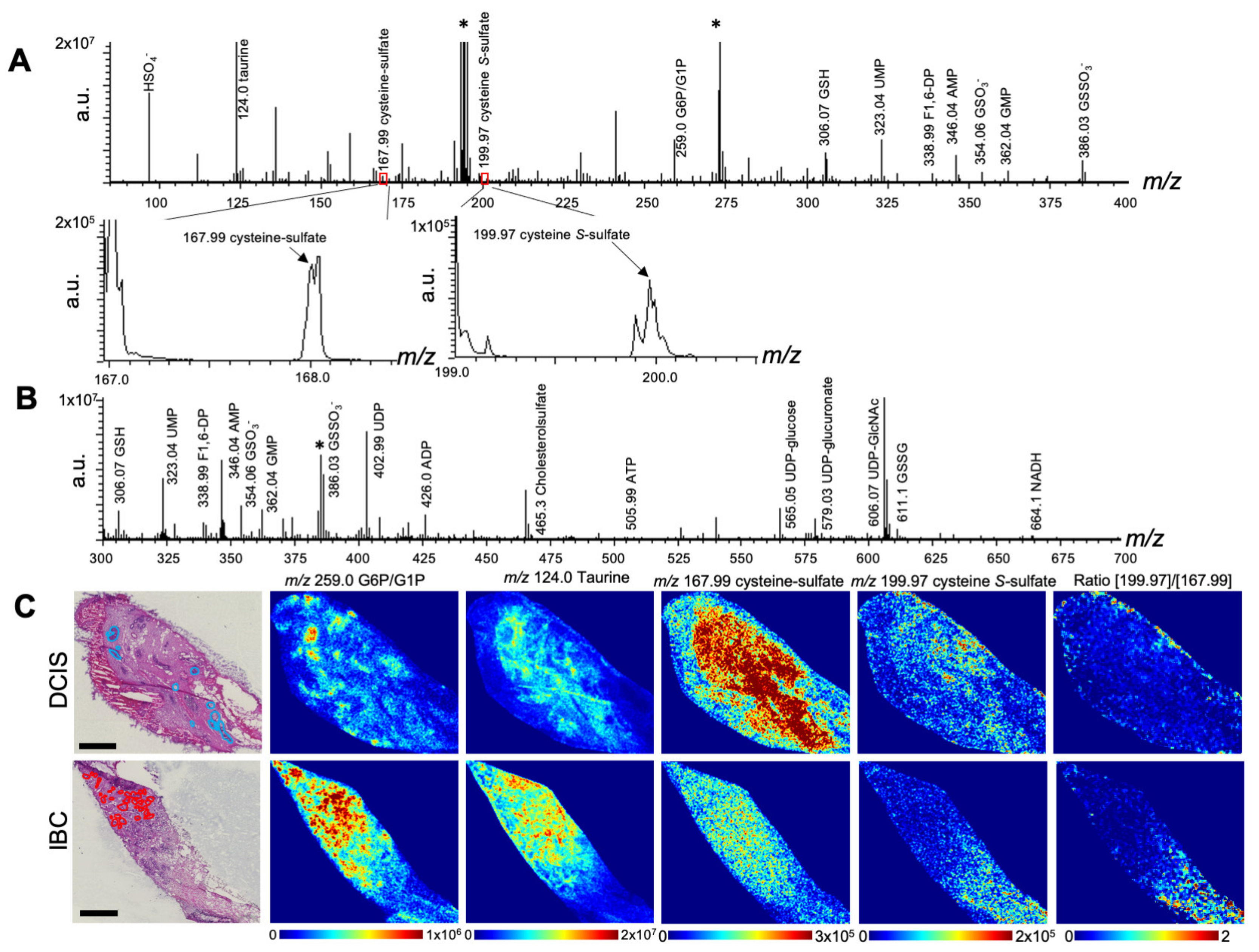 Antioxidants 12 00240 g004 Antioxidants 12 00240 g004