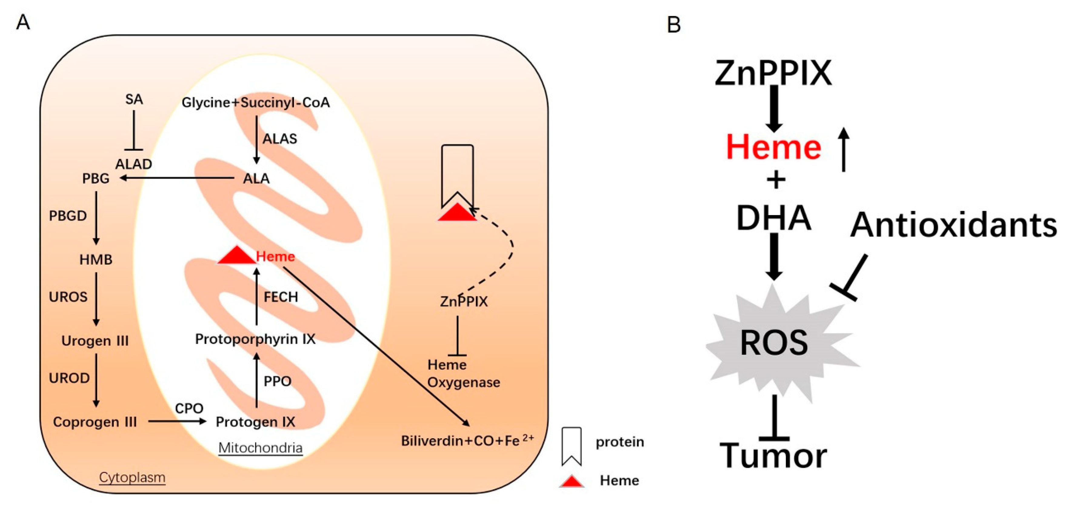 Antioxidants 12 00250 g006 Antioxidants 12 00250 g006