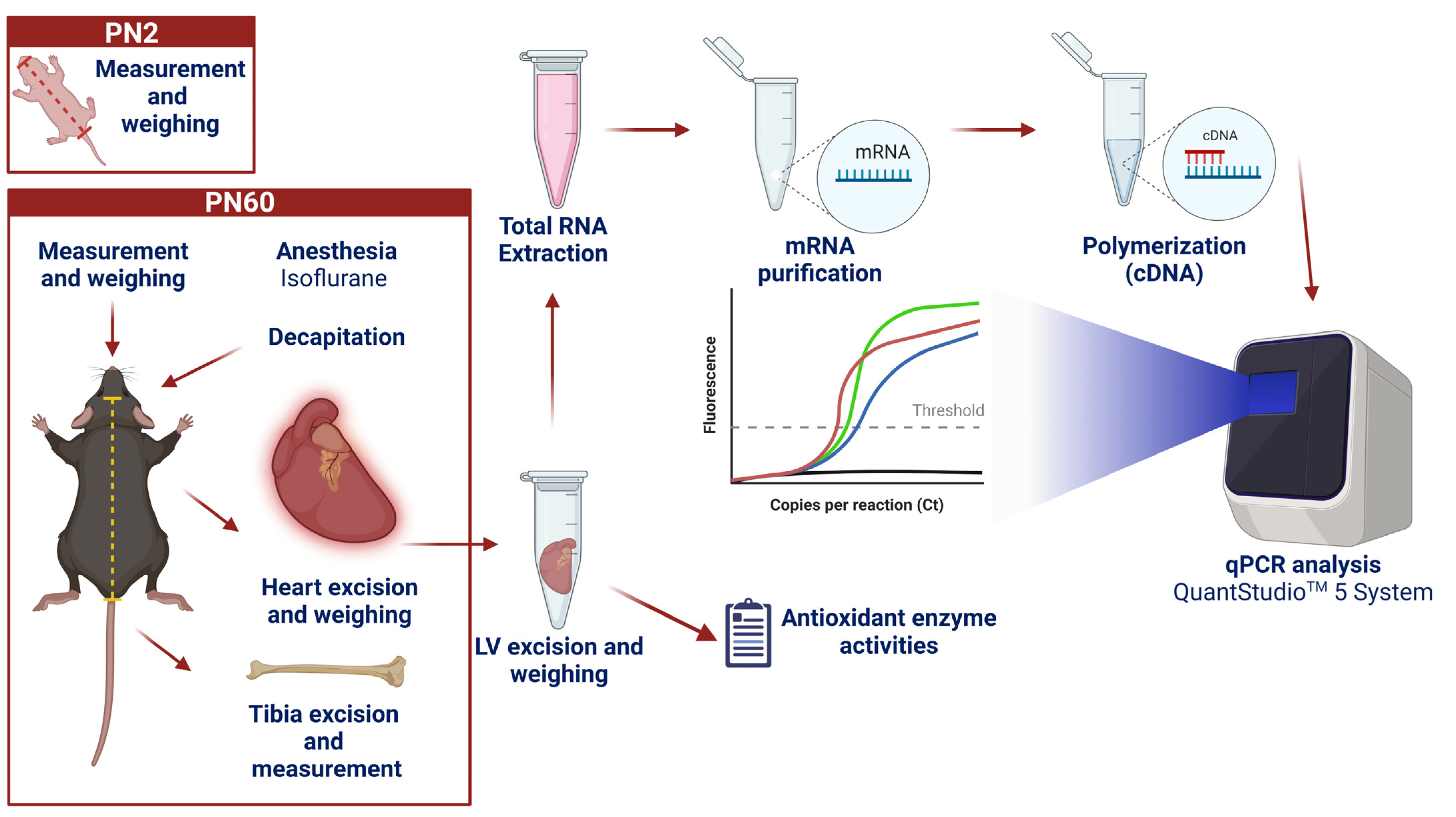 Antioxidants 12 00256 g001