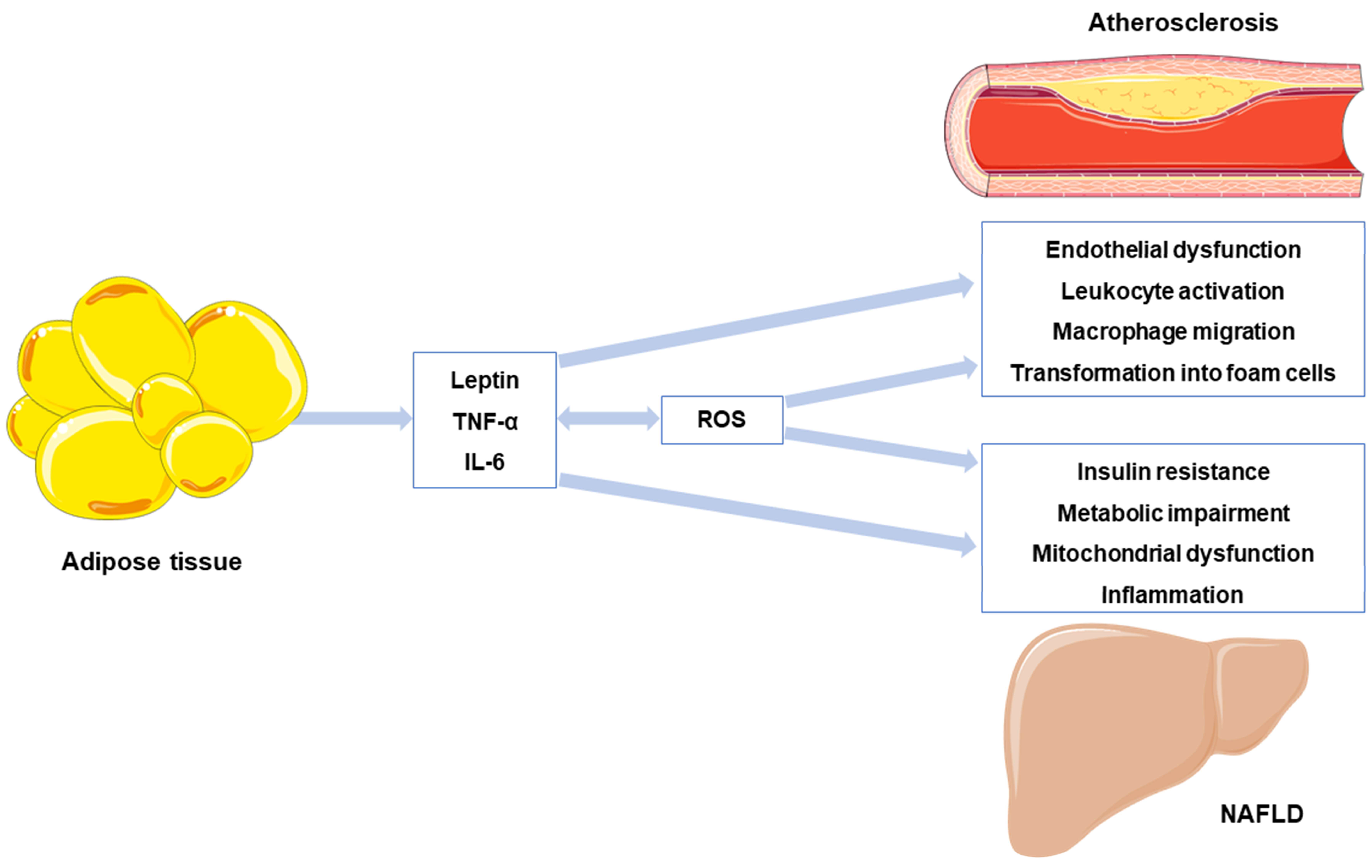 Antioxidants 12 00262 g001