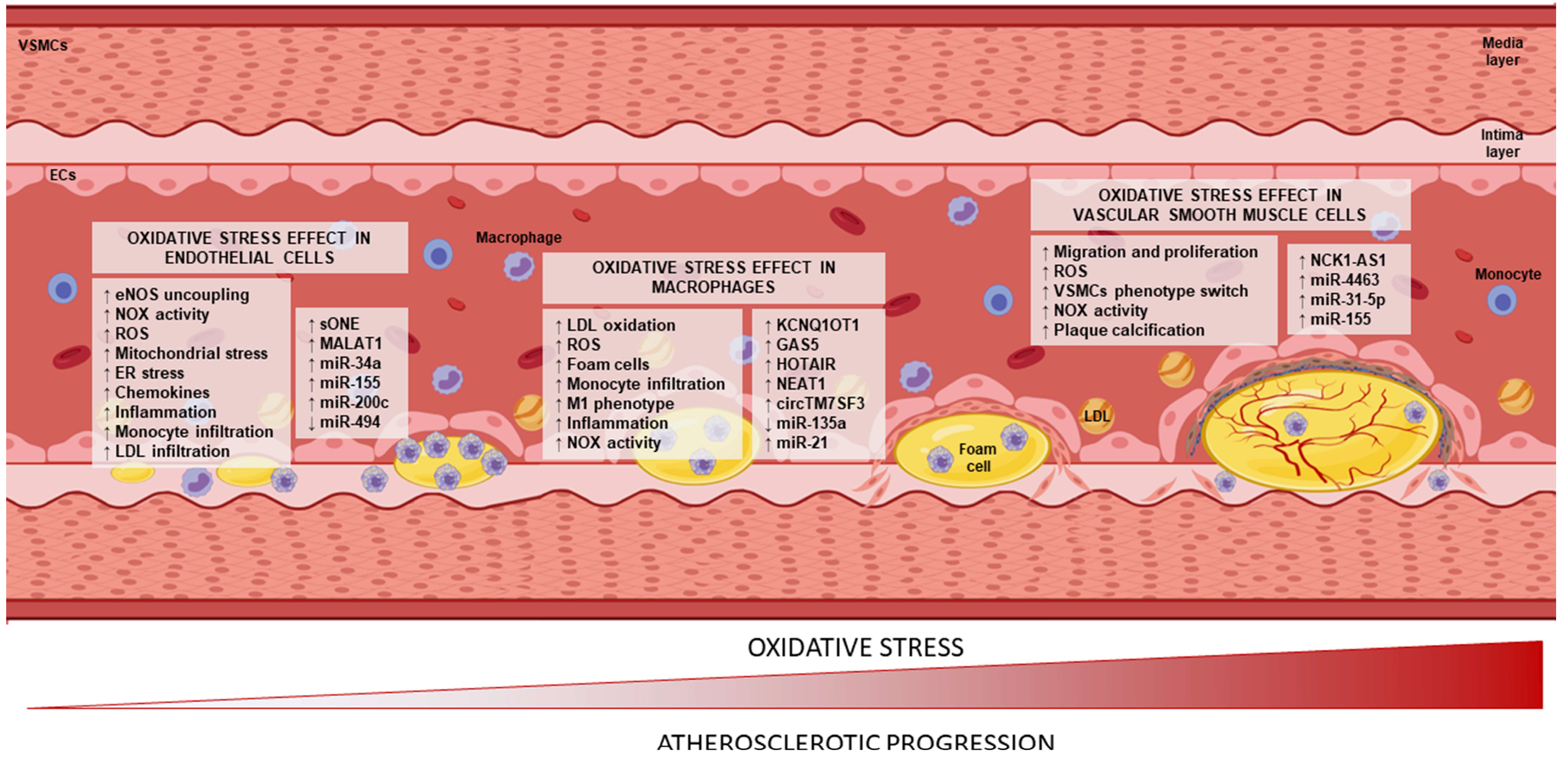 Antioxidants 12 00262 g002