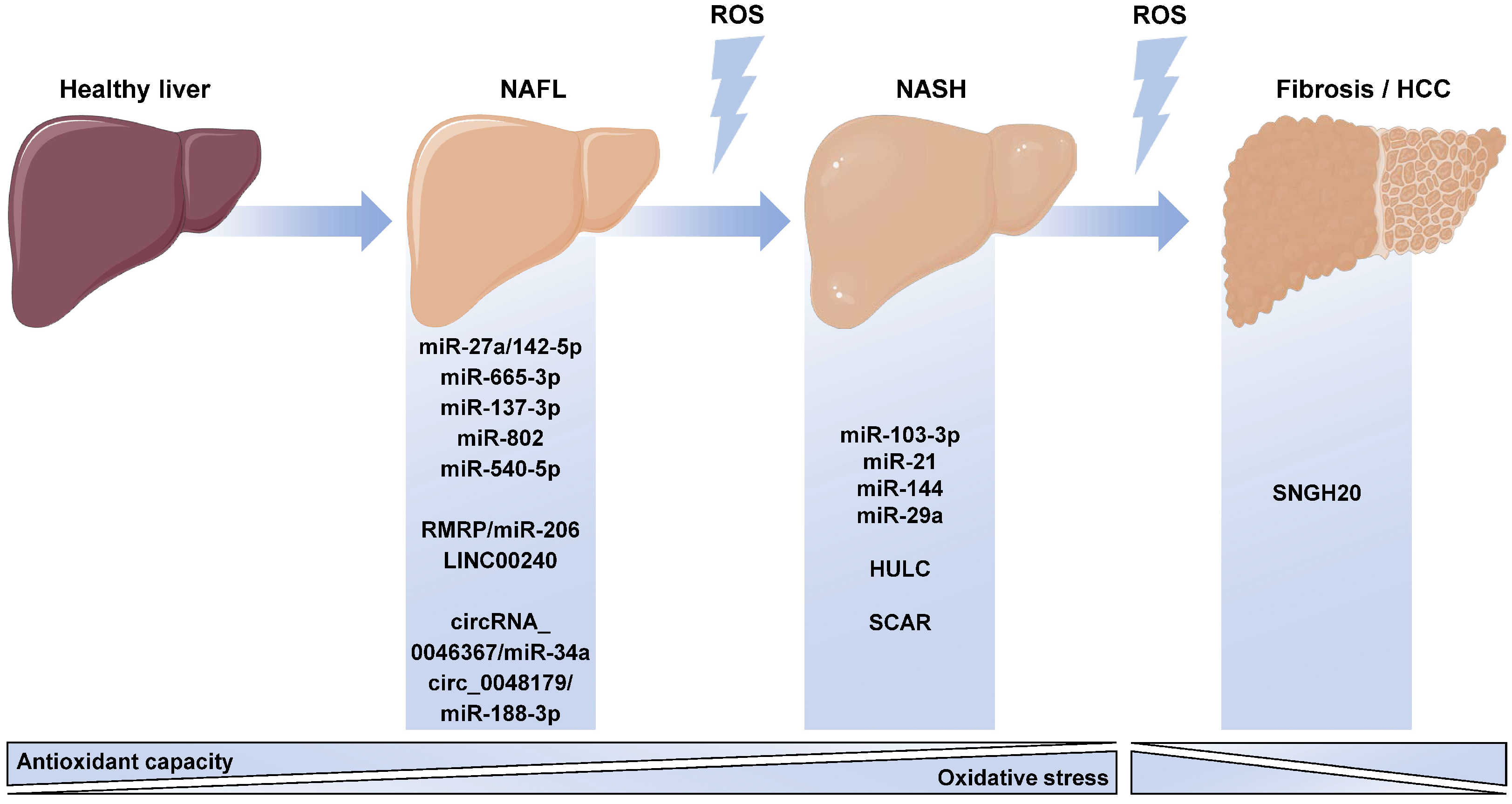Antioxidants 12 00262 g003