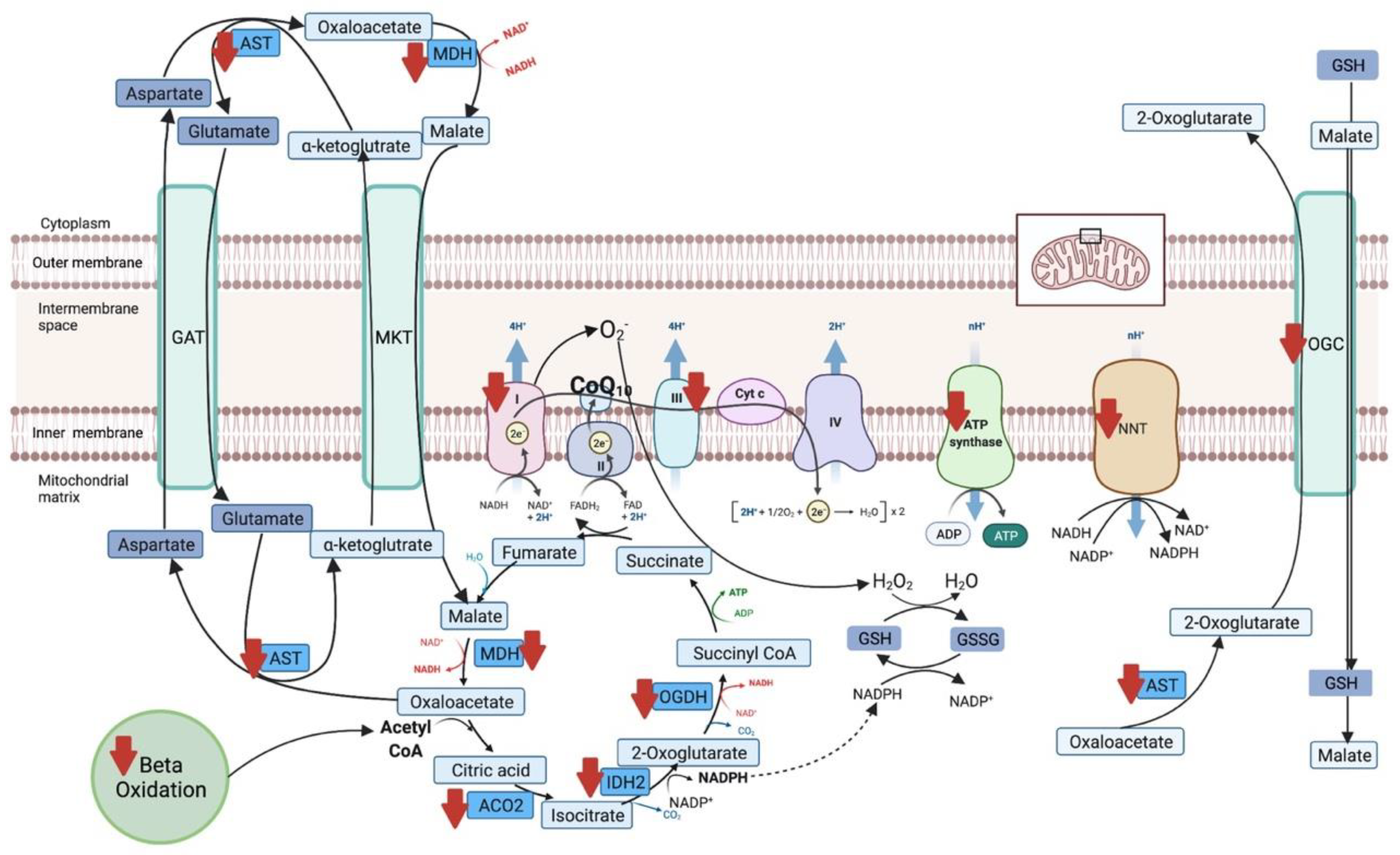 Antioxidants 12 00263 g006