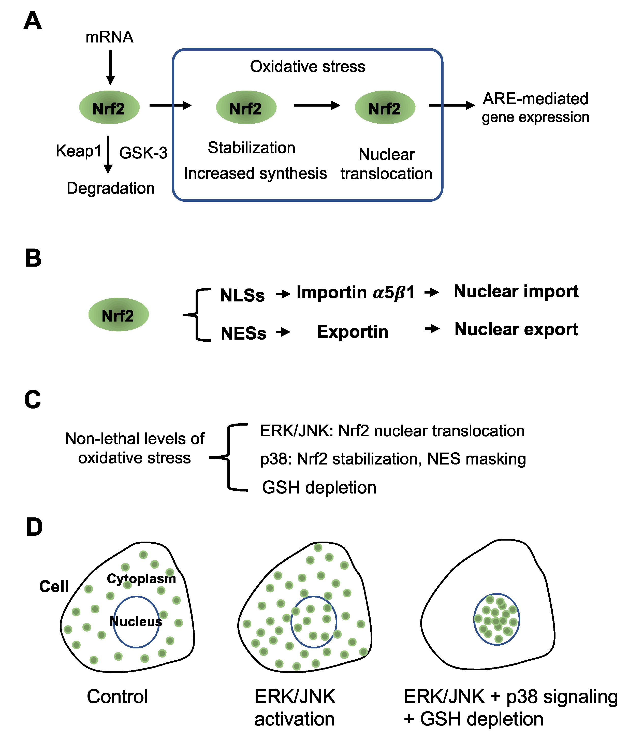 Antioxidants 12 00274 g001