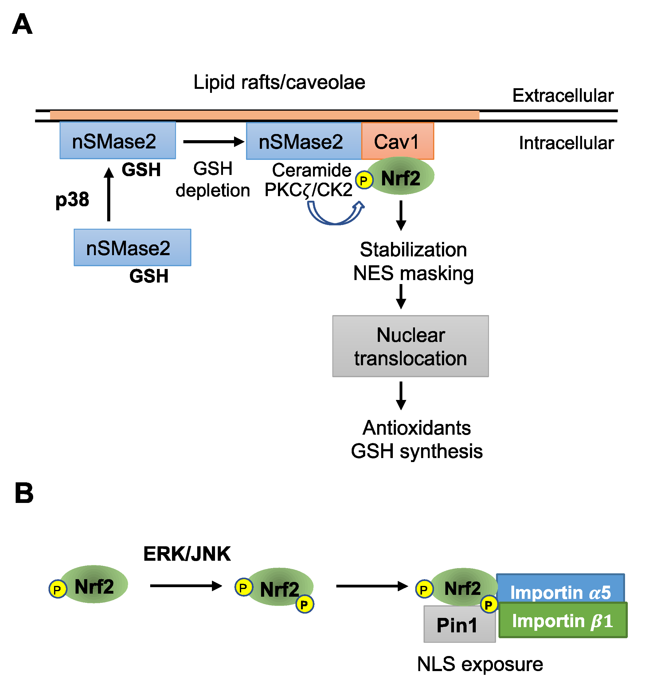 Antioxidants 12 00274 g002