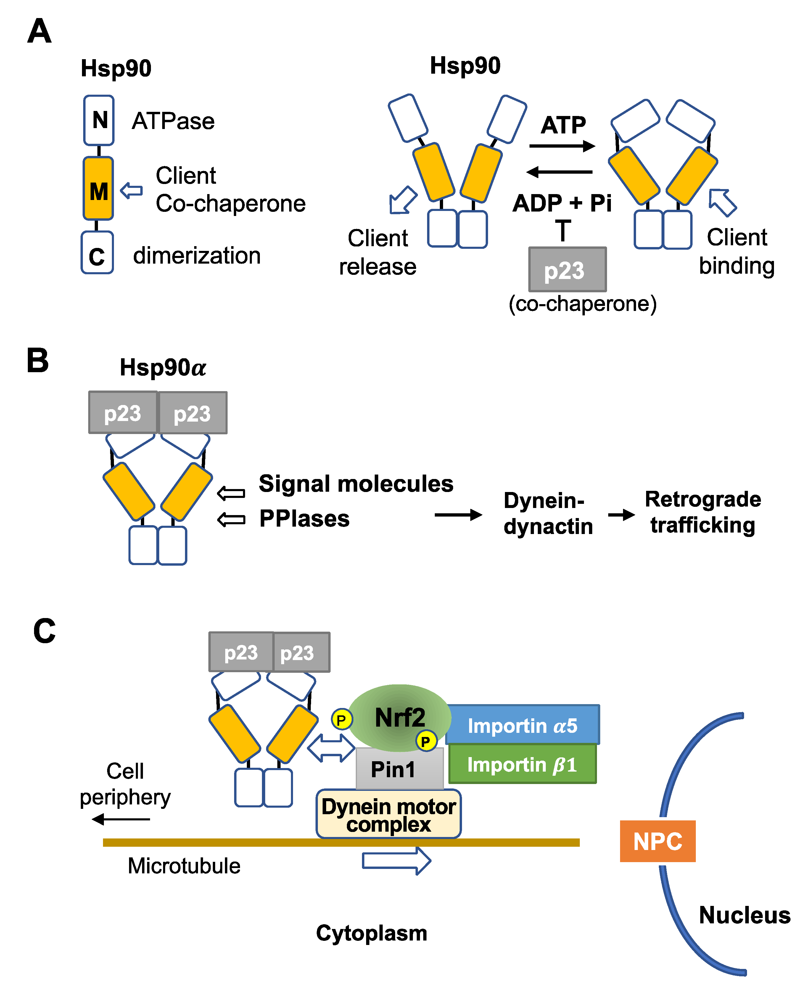Antioxidants 12 00274 g003