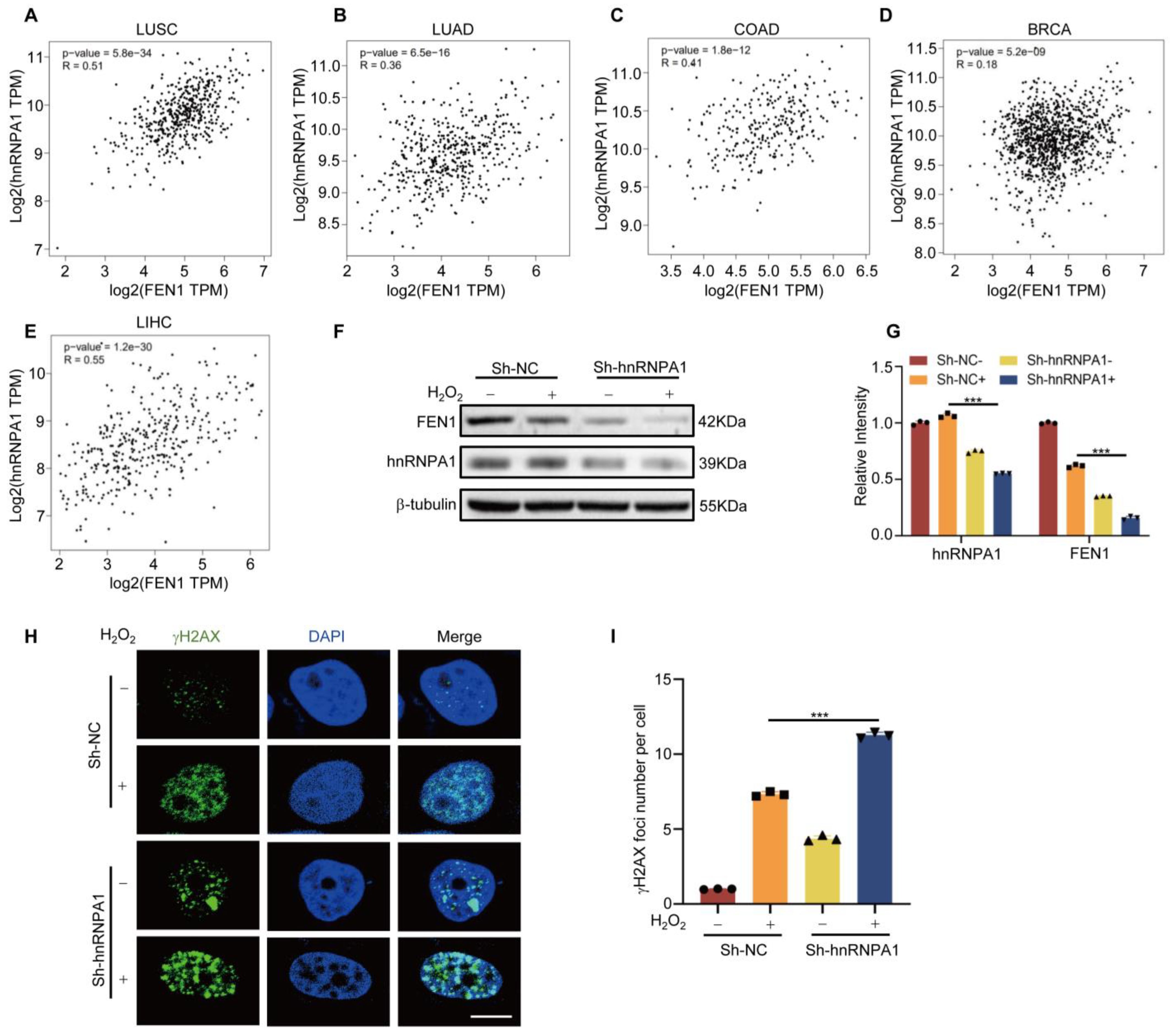 Antioxidants 12 00276 g005